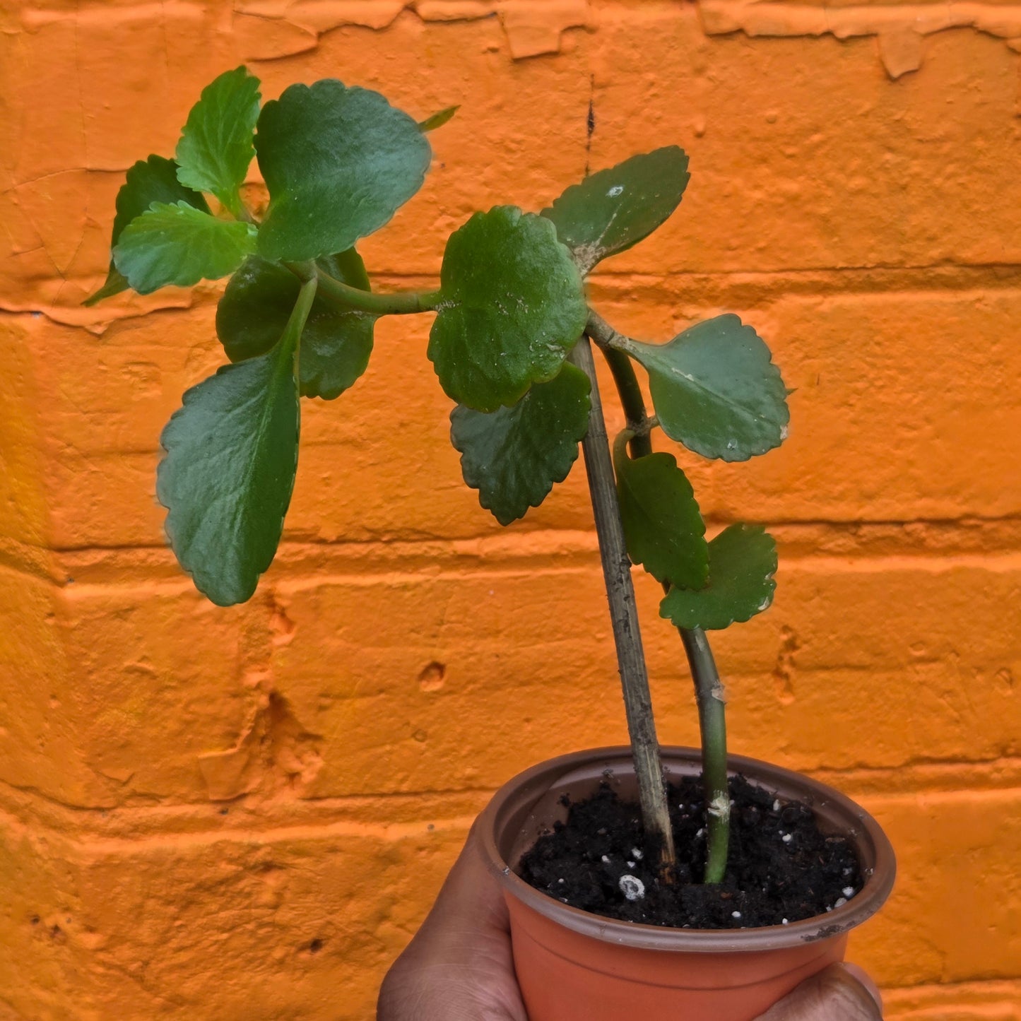 3.5” Kalanchoe Blossfeldiana