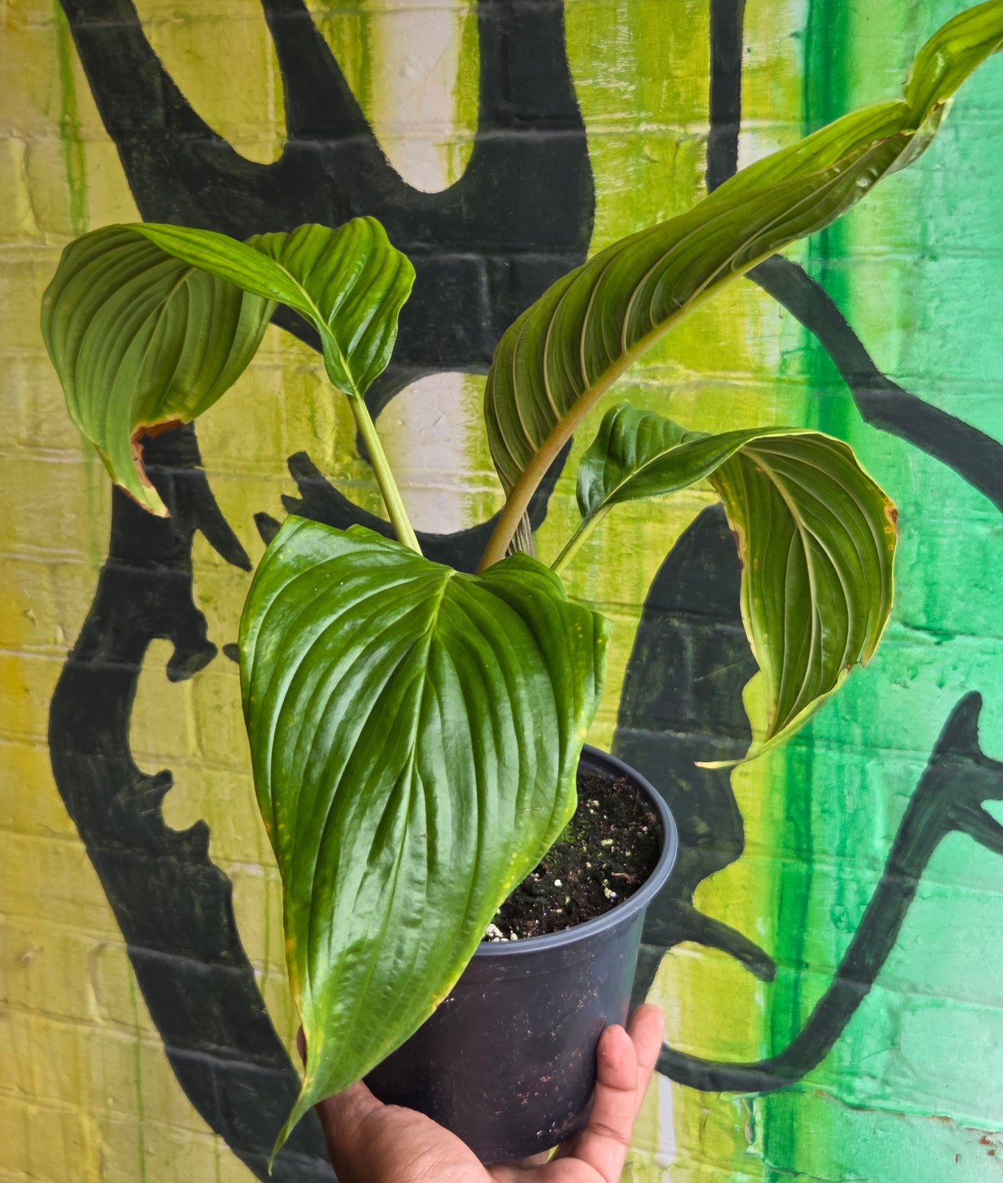 6” Tacca Integrefolia White Bat Flower