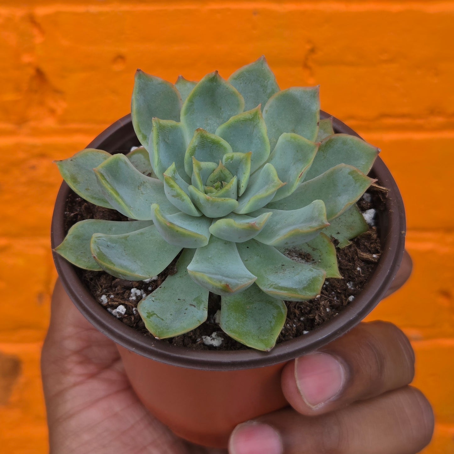 3.5" Echeveria Aurora