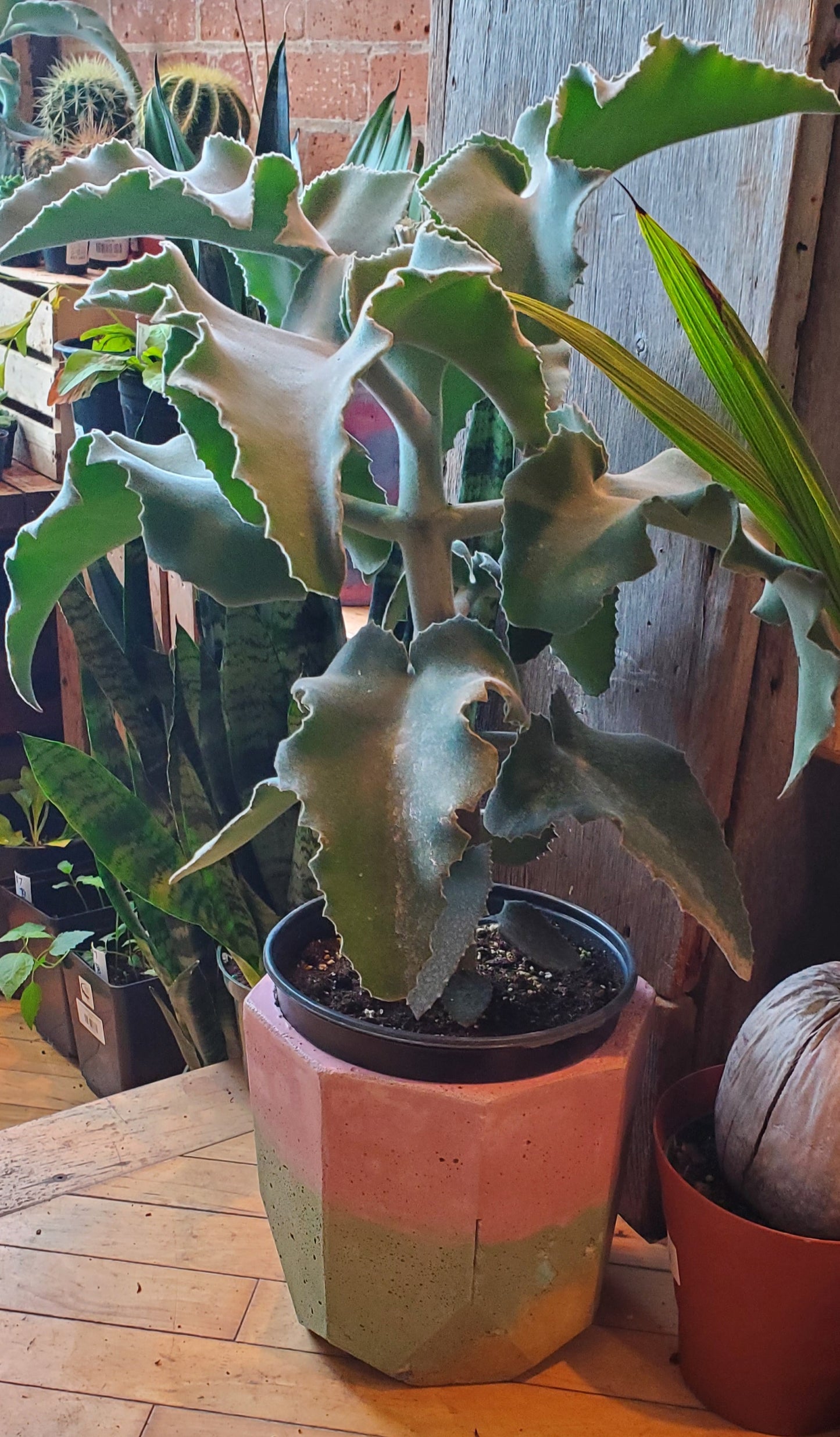 7" Octagonal Concrete Pot Green/Pink/Yellow