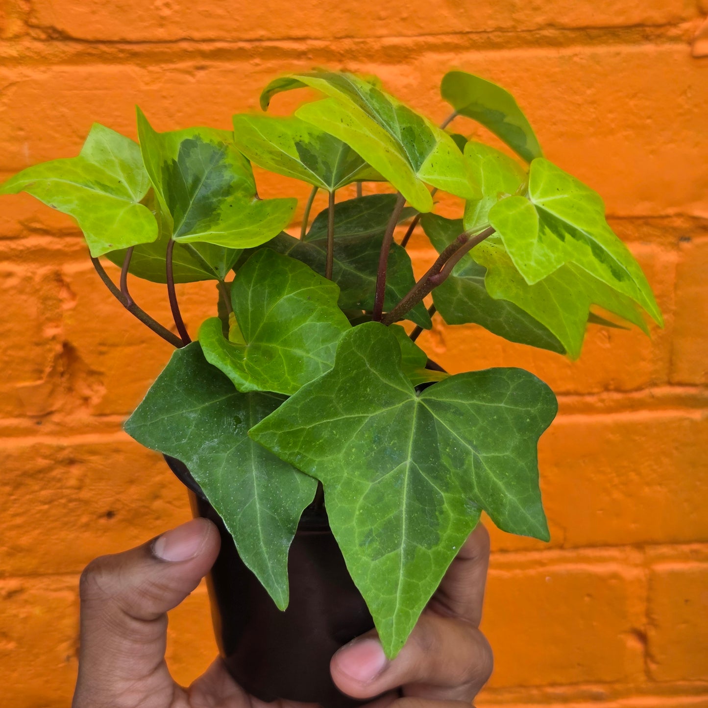 3.5” Neon Variegated English Ivy