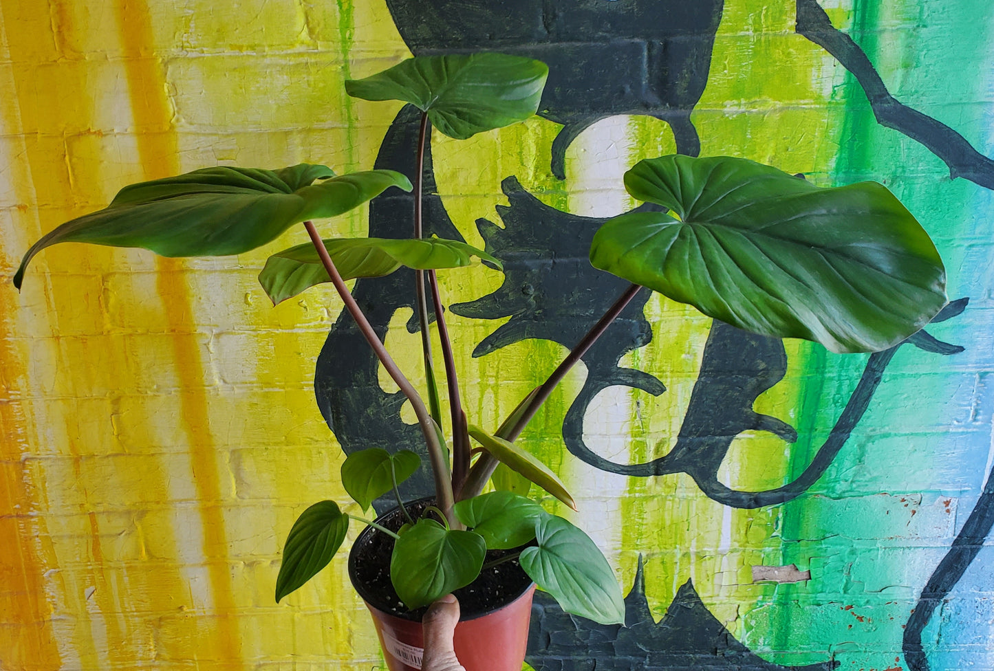 6" Homalomena Rubescens