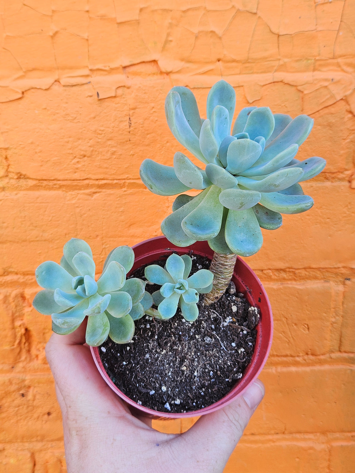4" Echeveria Elegans