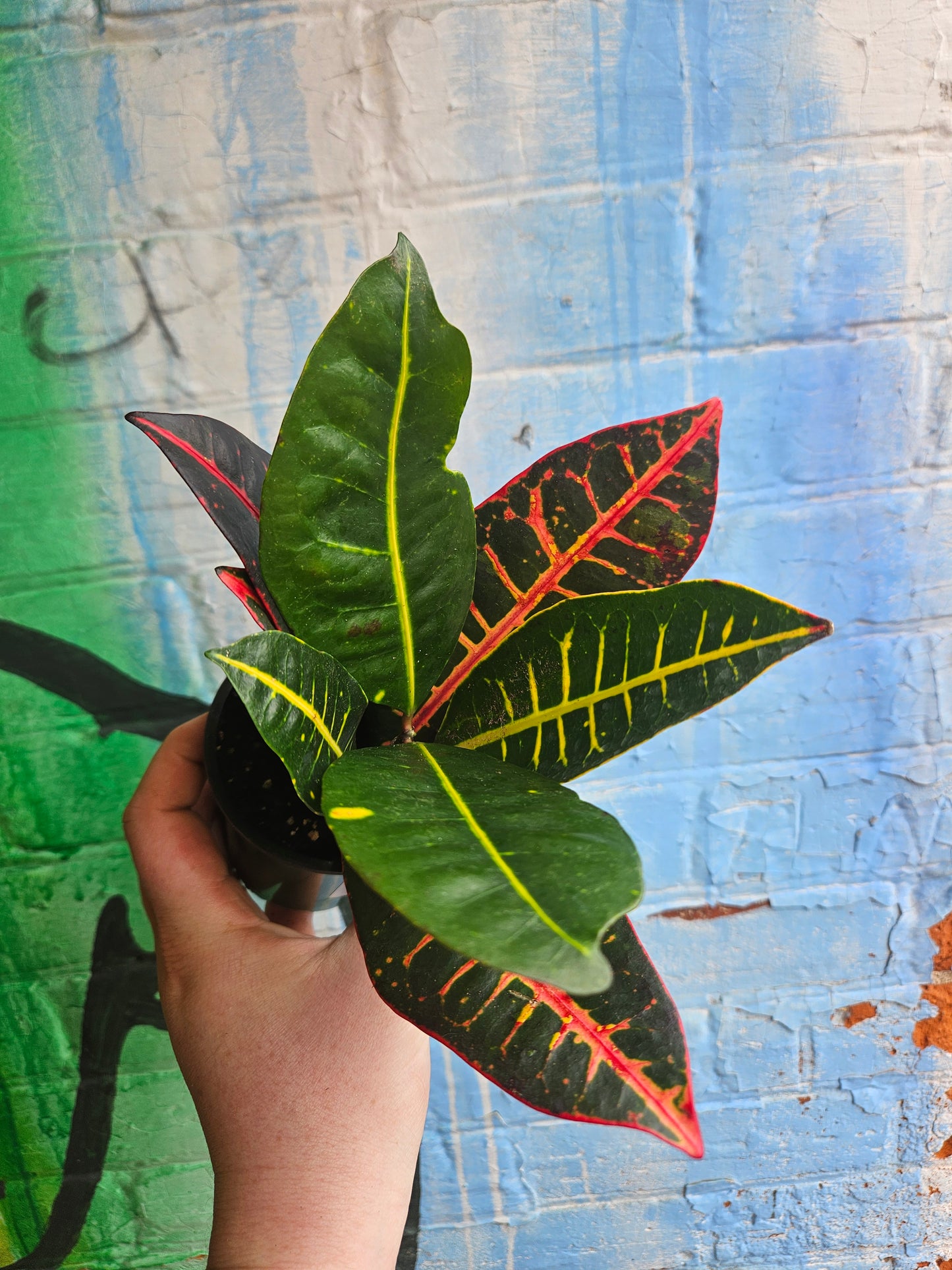 3.5" Croton Petra