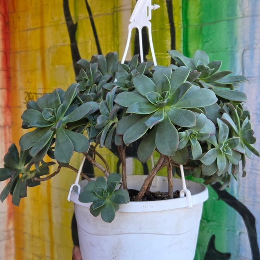 8" Aeonium haworthii Hanging Basket