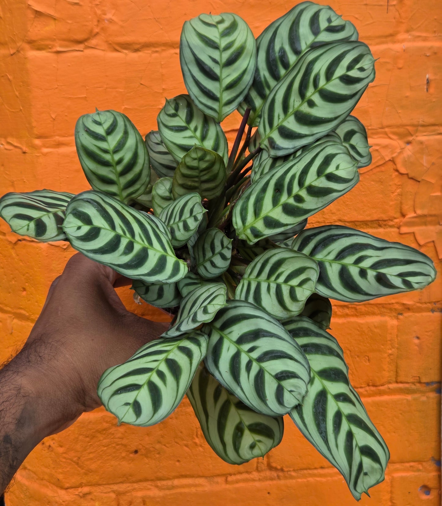 4" Ctenanthe burle-marxii