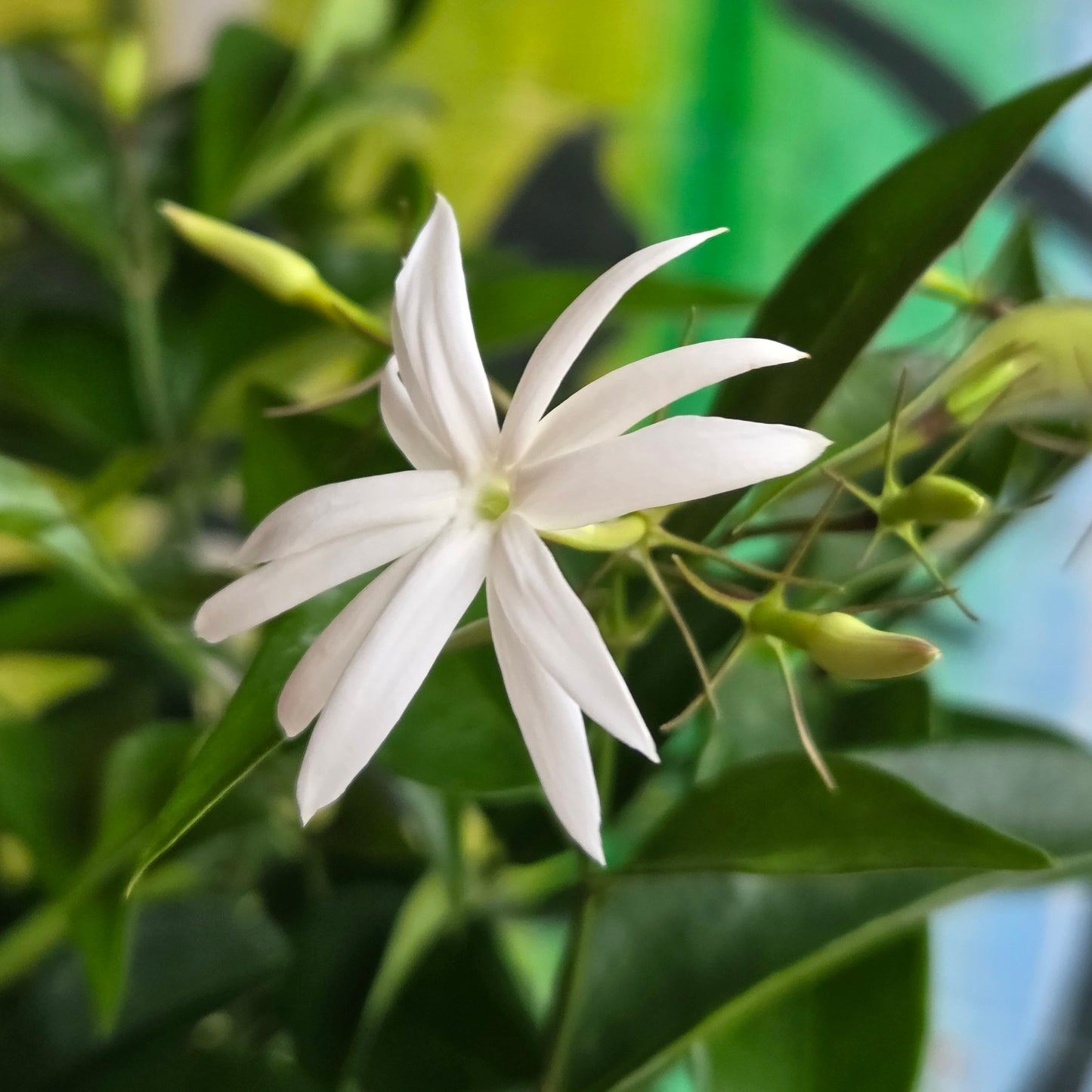 6'' Star Jasmine