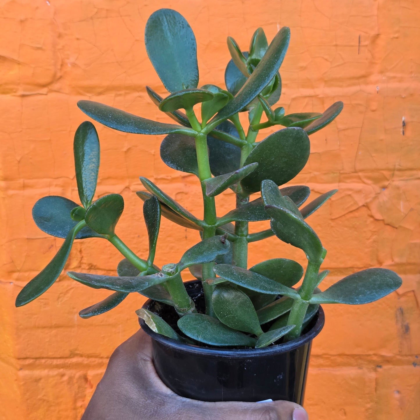 4" Jade | Crassula Ovata