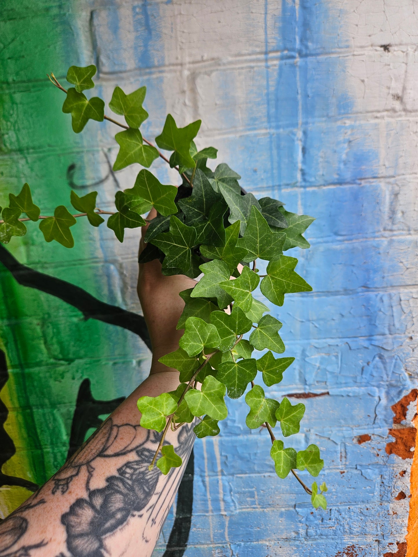 3.5” Baltic Ivy