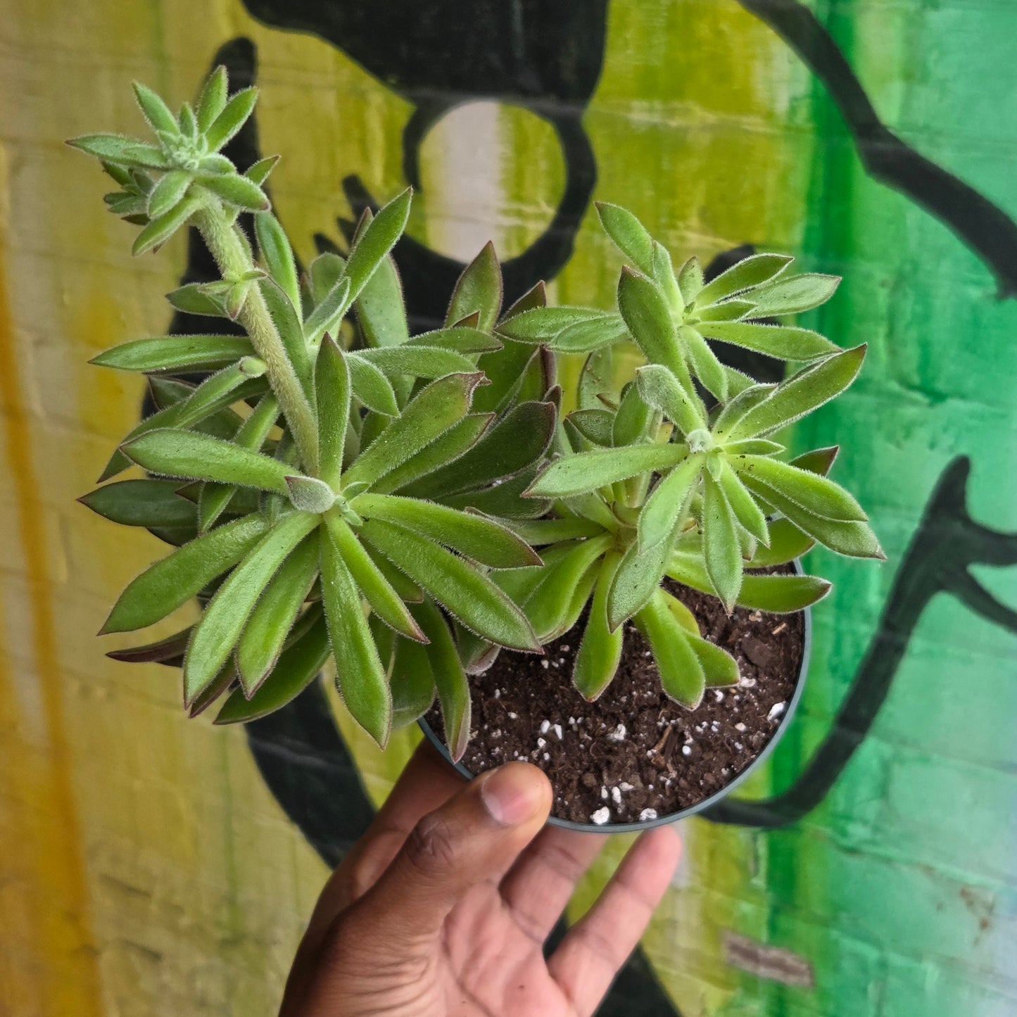 5" Echeveria Harmsii