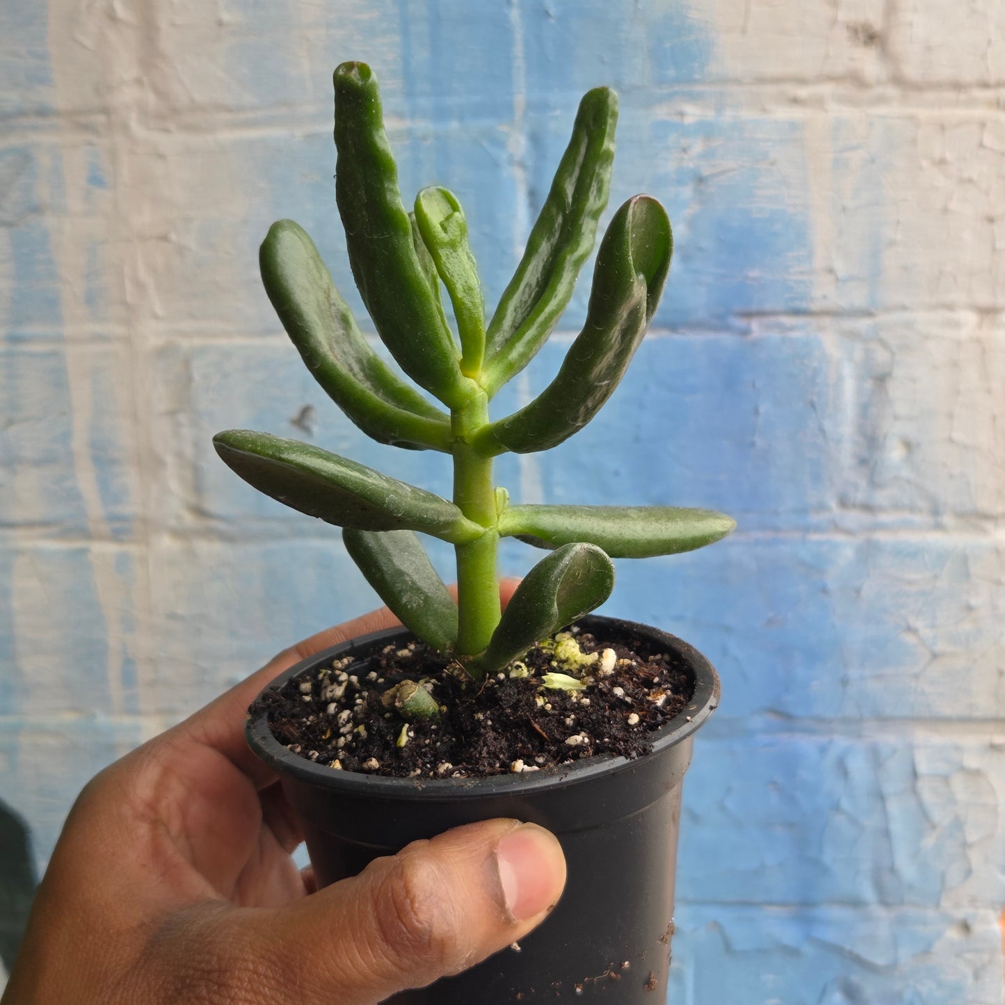 3.5" Crassula Ovata Hobbit