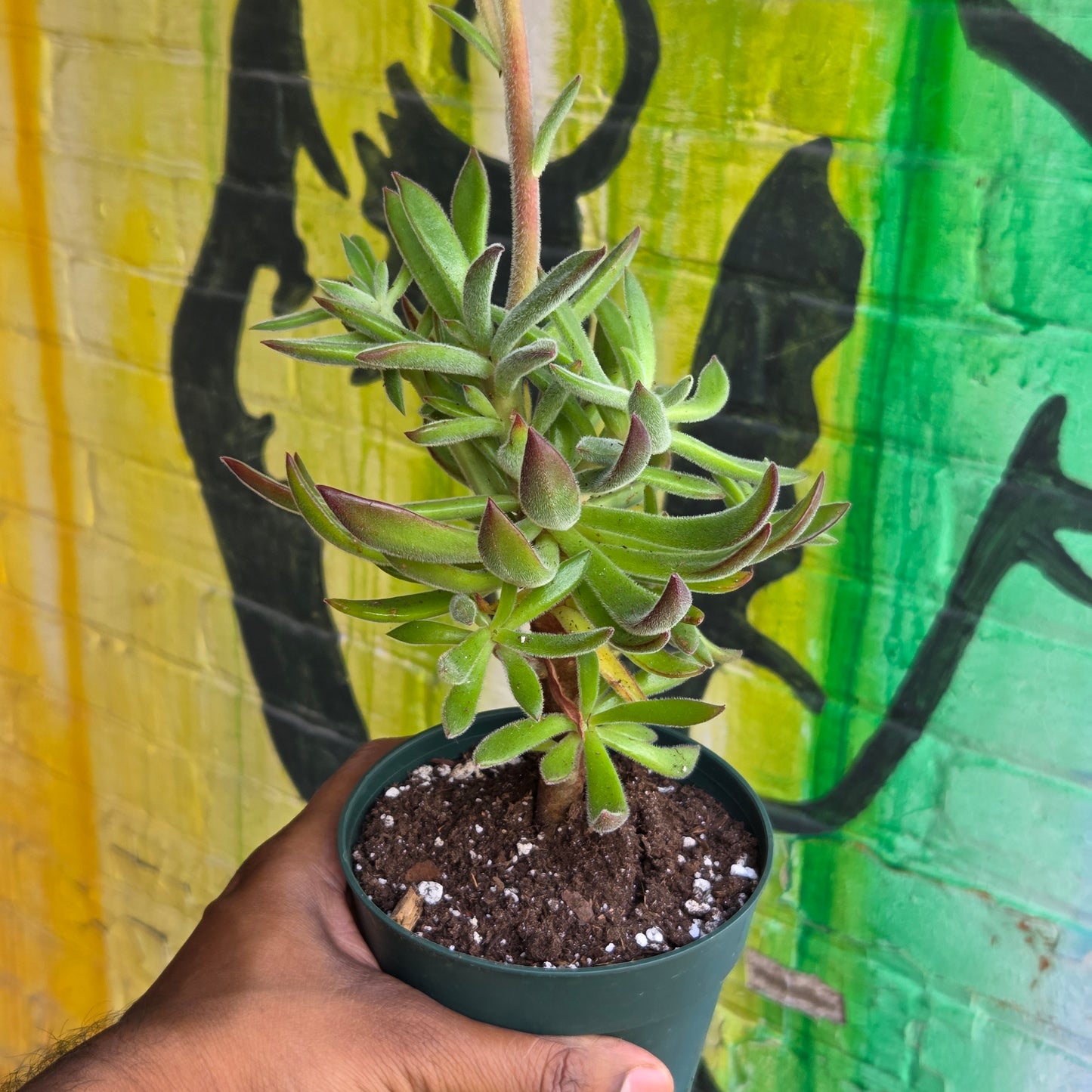 5" Echeveria Harmsii