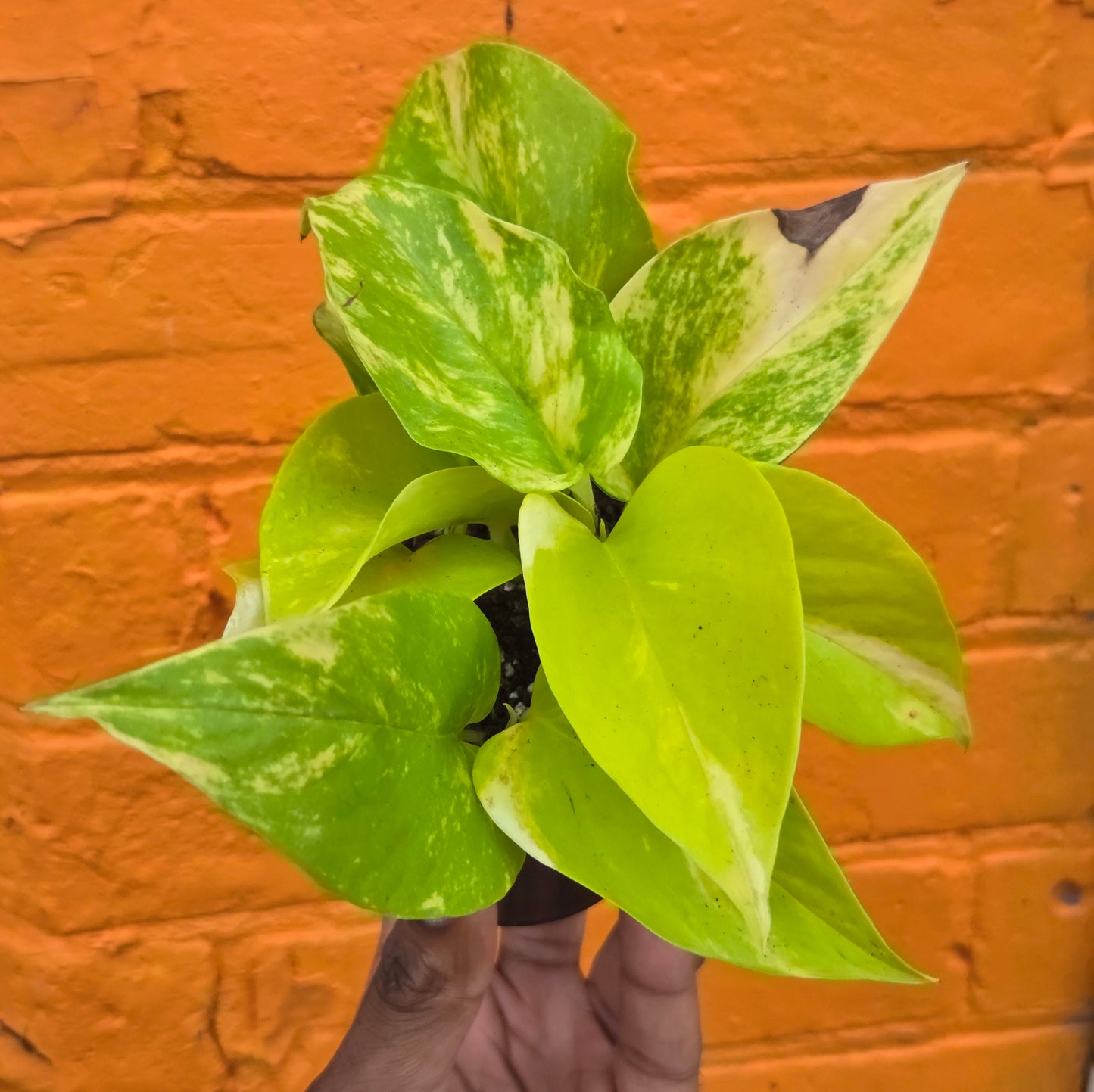 3.5” Pothos Teruno Kaguya Lemine