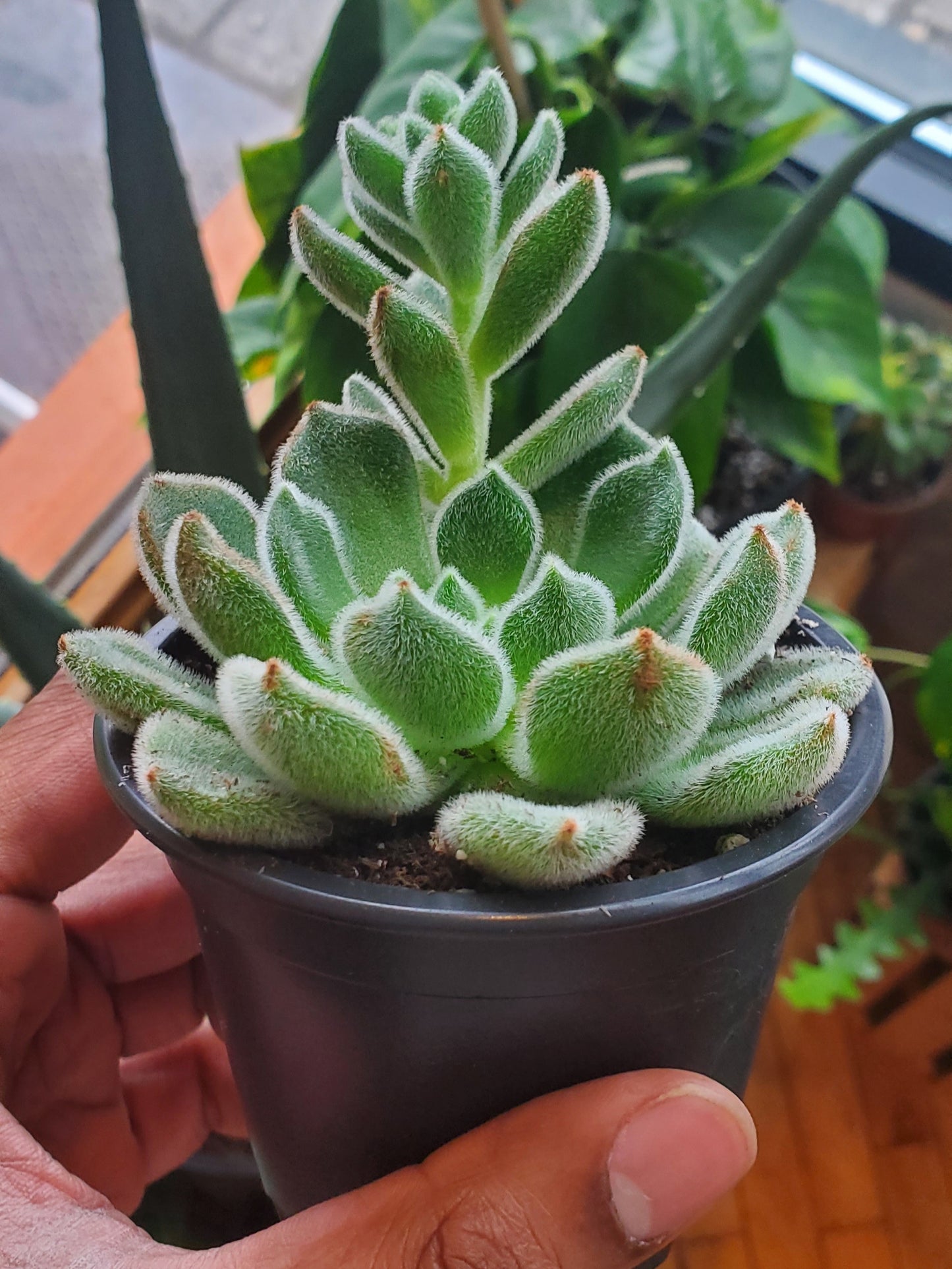 3.5" Echeveria Doris Taylor
