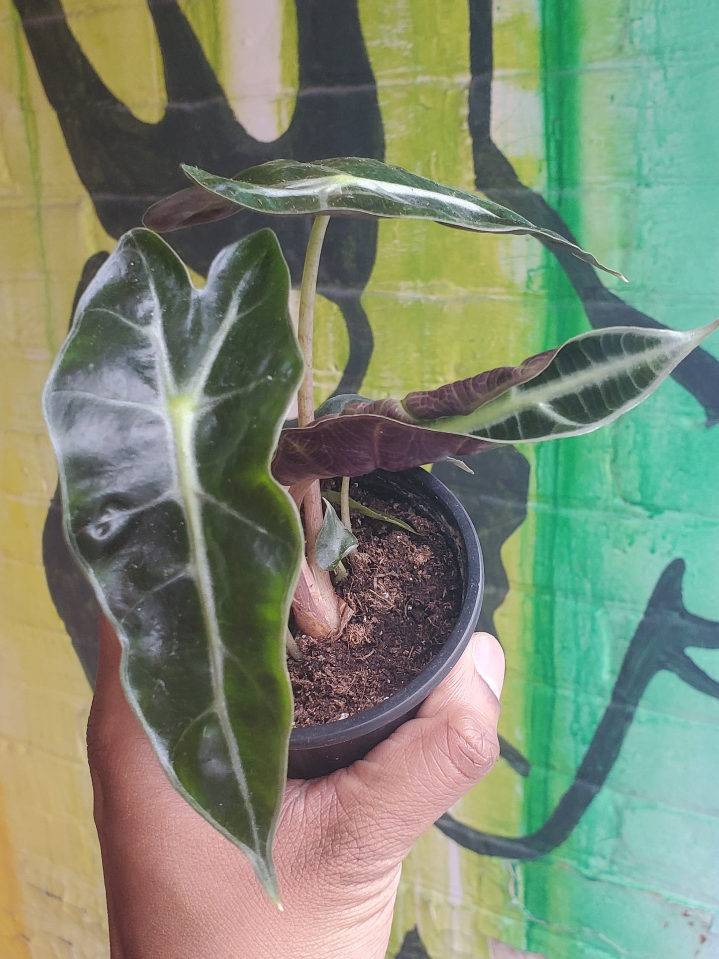3.5" Alocasia Polly