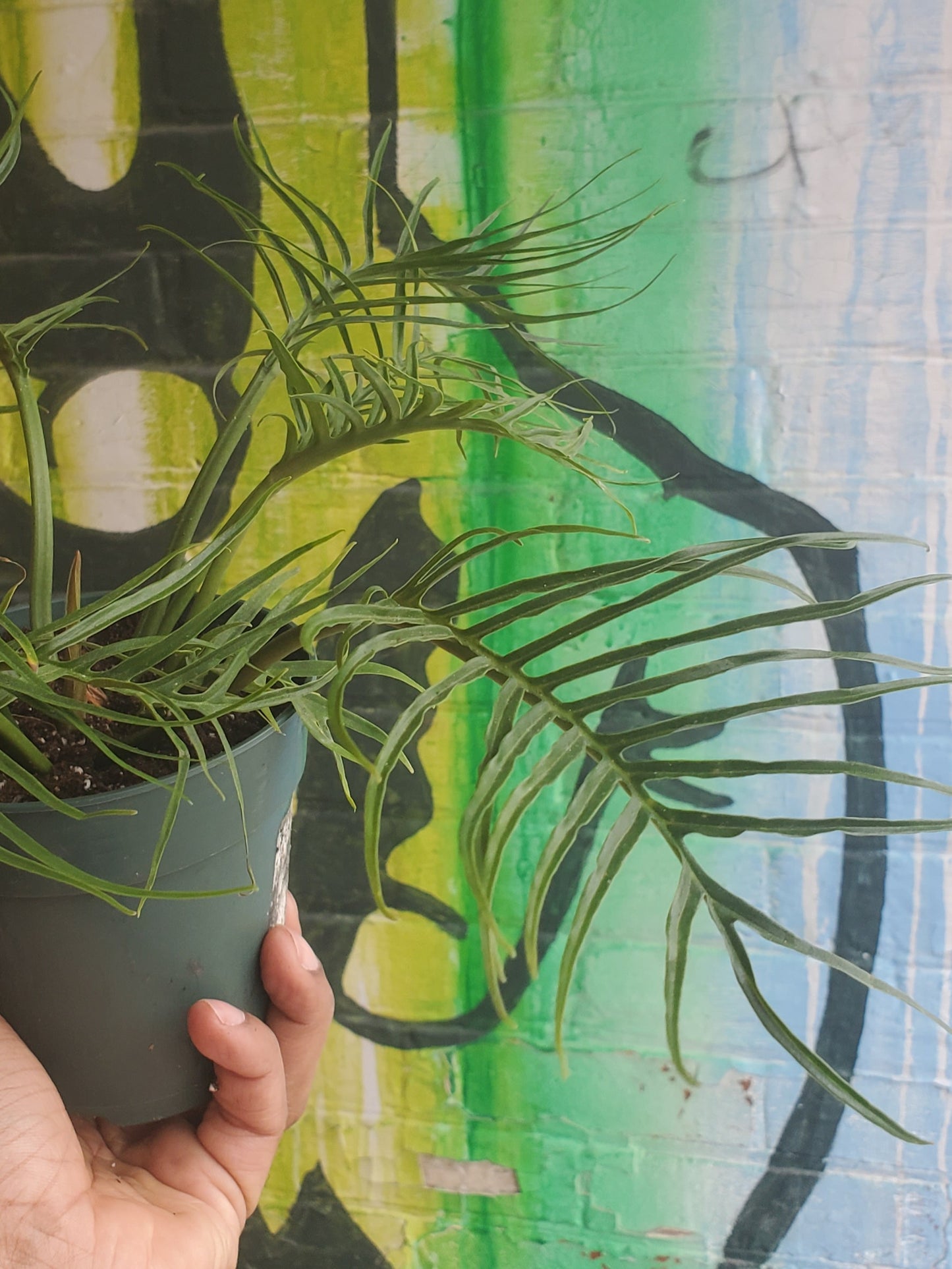 4.5" Philodendron Tortum
