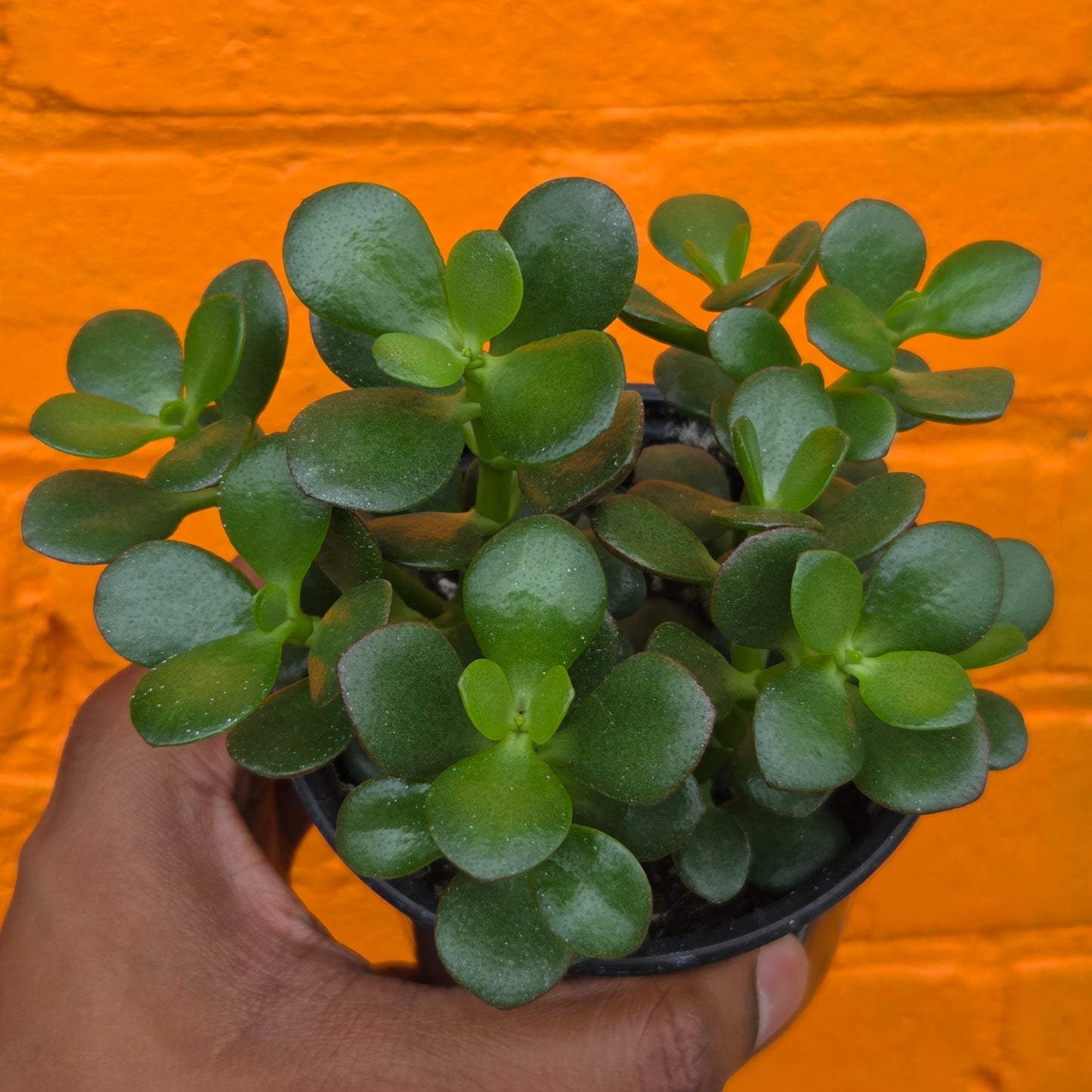 4" Little Leaf Jade | Crassula Ovata