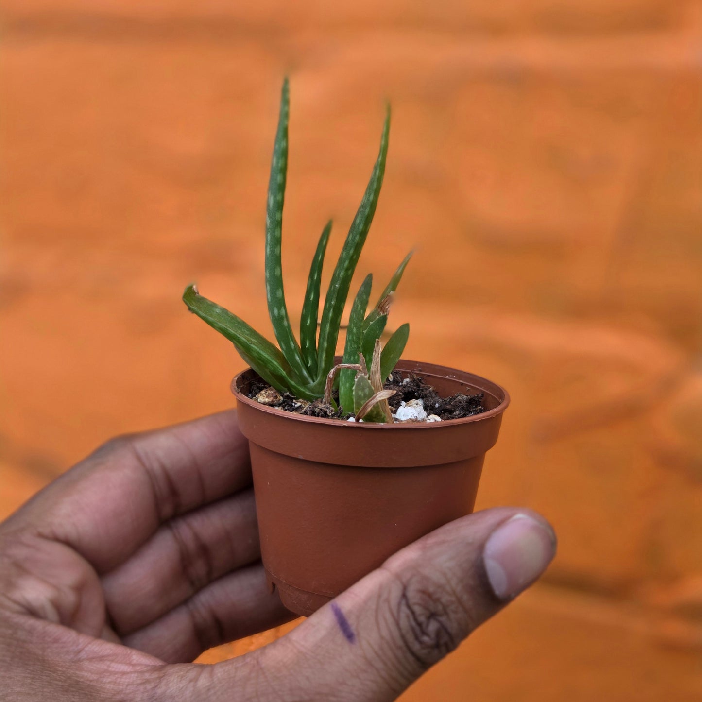 2.5" Aloe Barbadensis