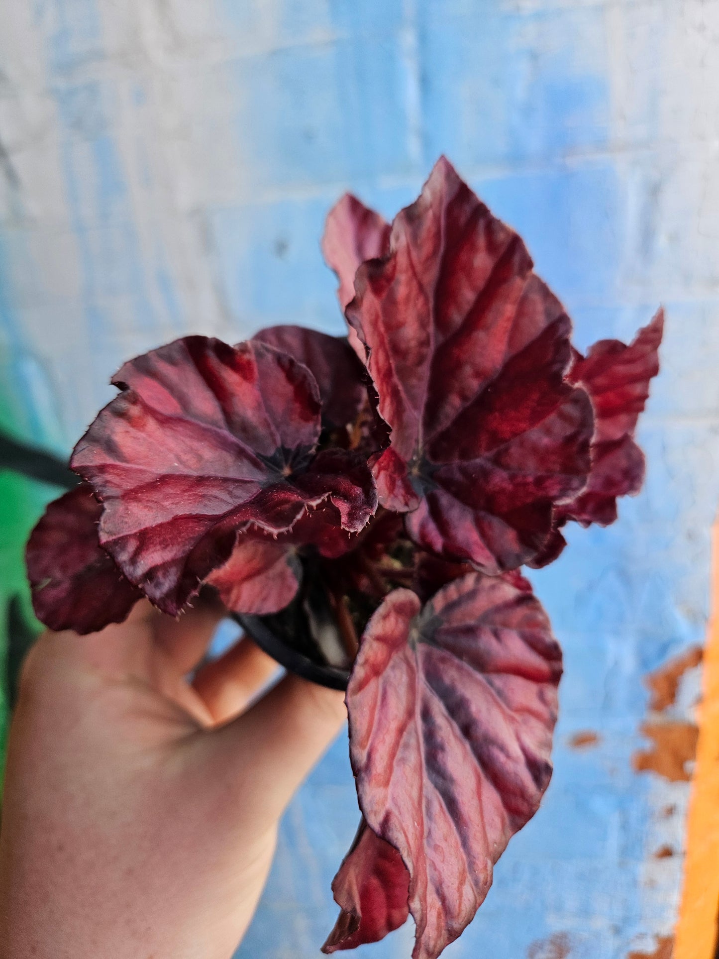 3.5" Begonia Rex Red Bull