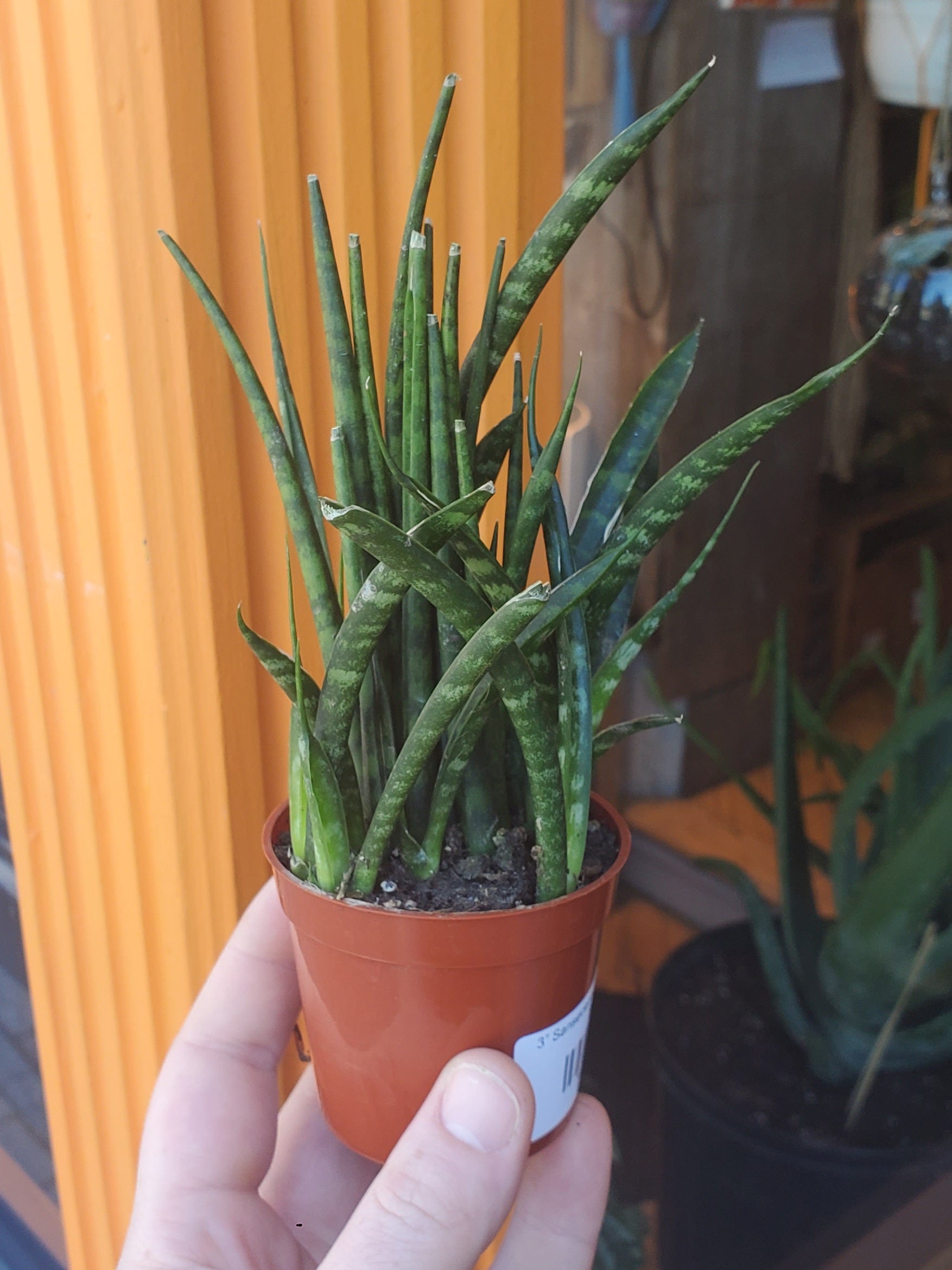 sansevieria mikado fernwood 3” Sansevieria Fernwood Mikado – Plant Goals
