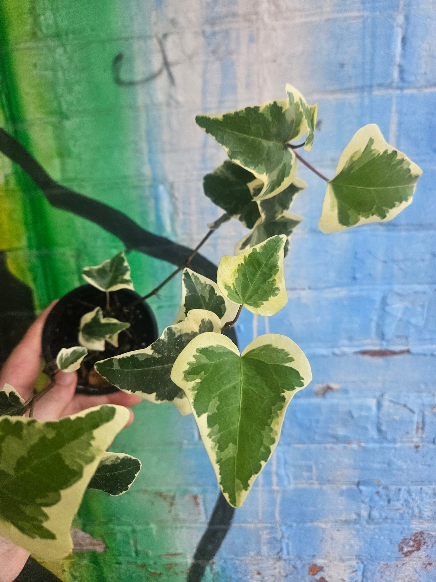 3.5" Variegated Algerian Ivy