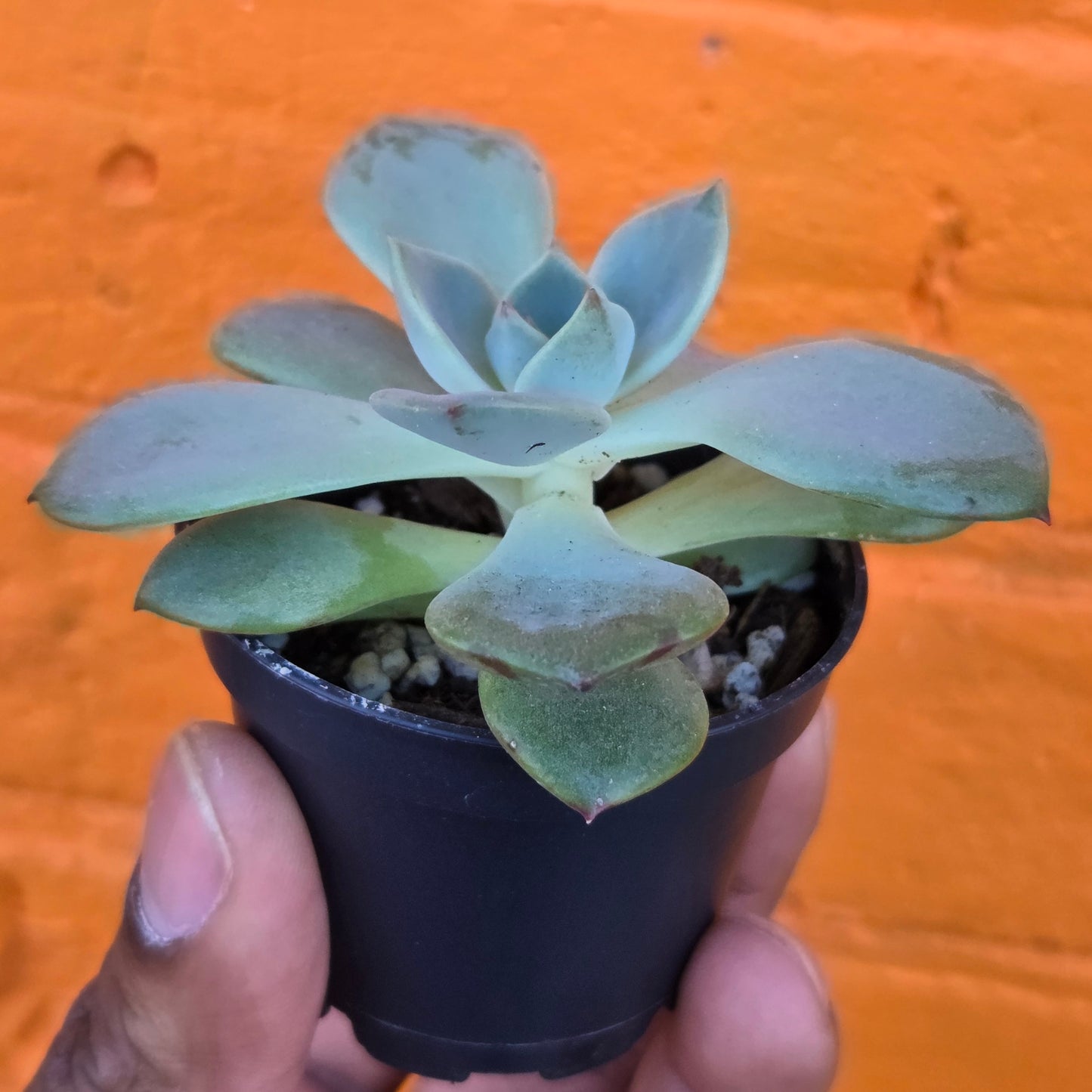 2.5" Graptopetalum Marpin