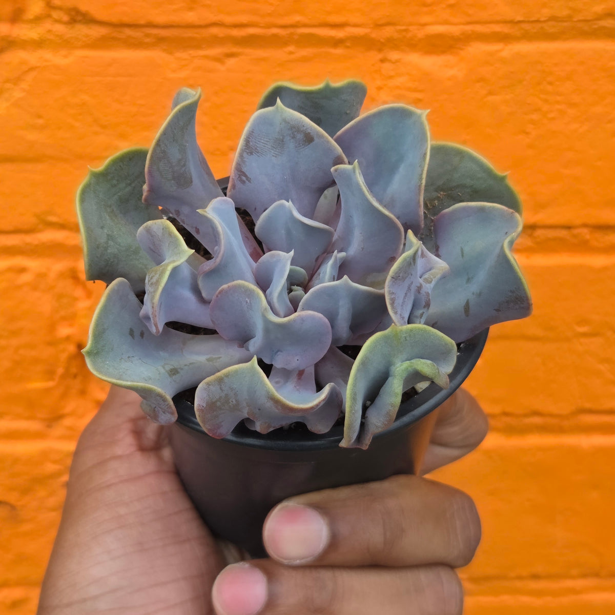 3.5" Echeveria Valkyrie
