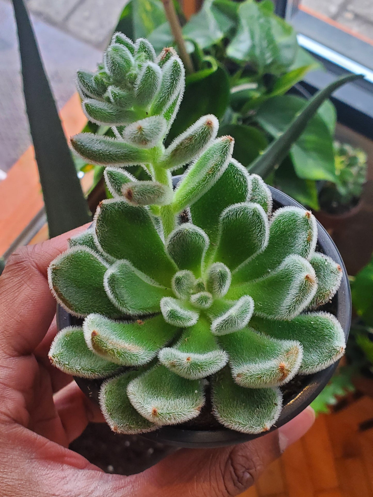 3.5" Echeveria Doris Taylor
