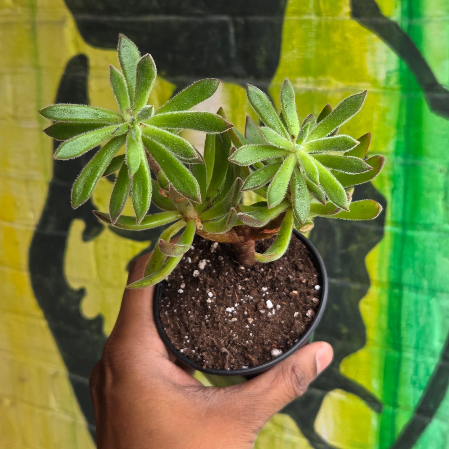 4" Echeveria Harmsii