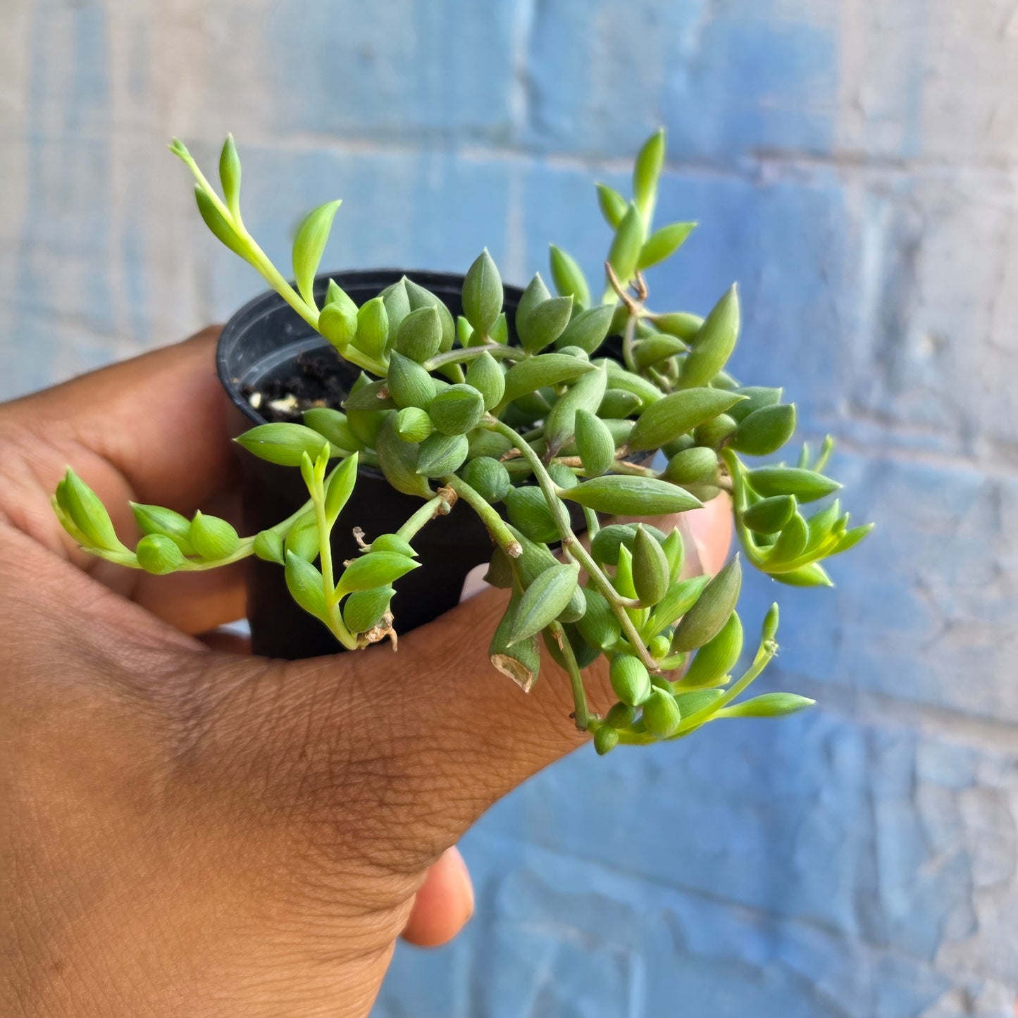 2.5" Curio citriformis | String of Tears