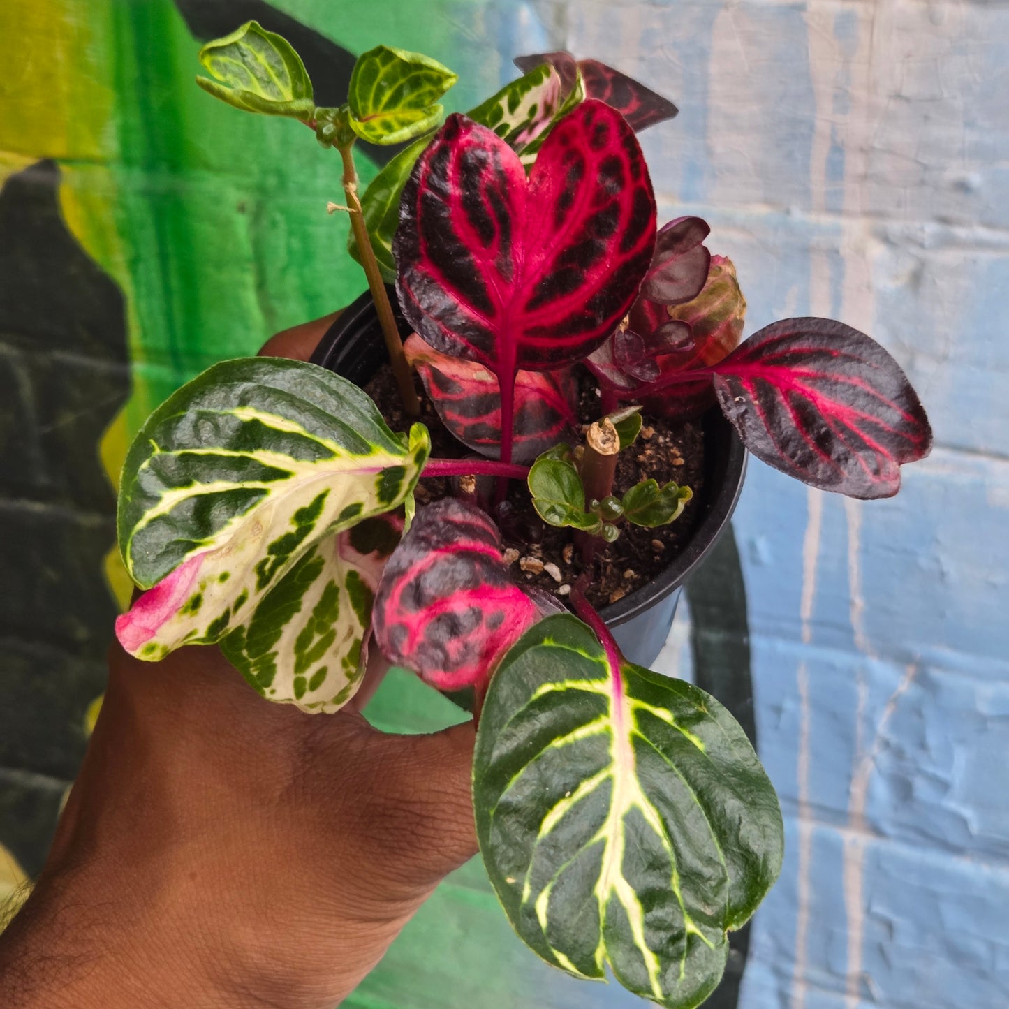 3.5" Bloodleaf Plant | Iresine