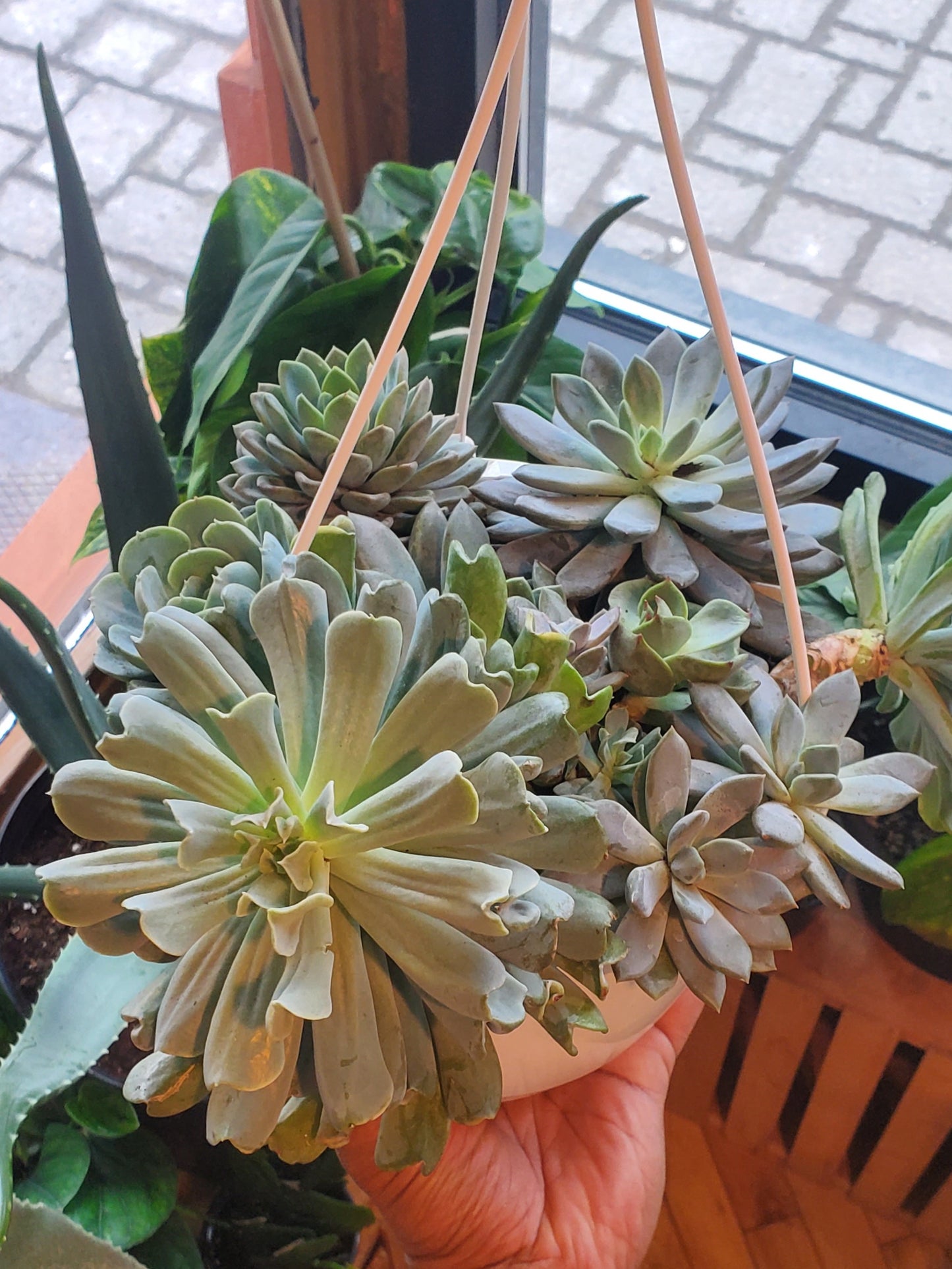 8” Assorted Succulent Hanging Basket