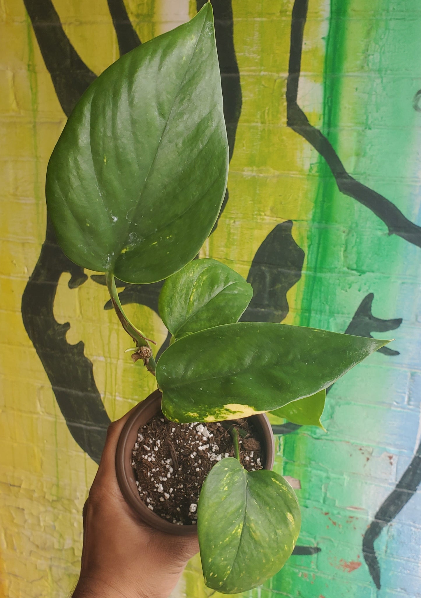 5" Pothos Golden