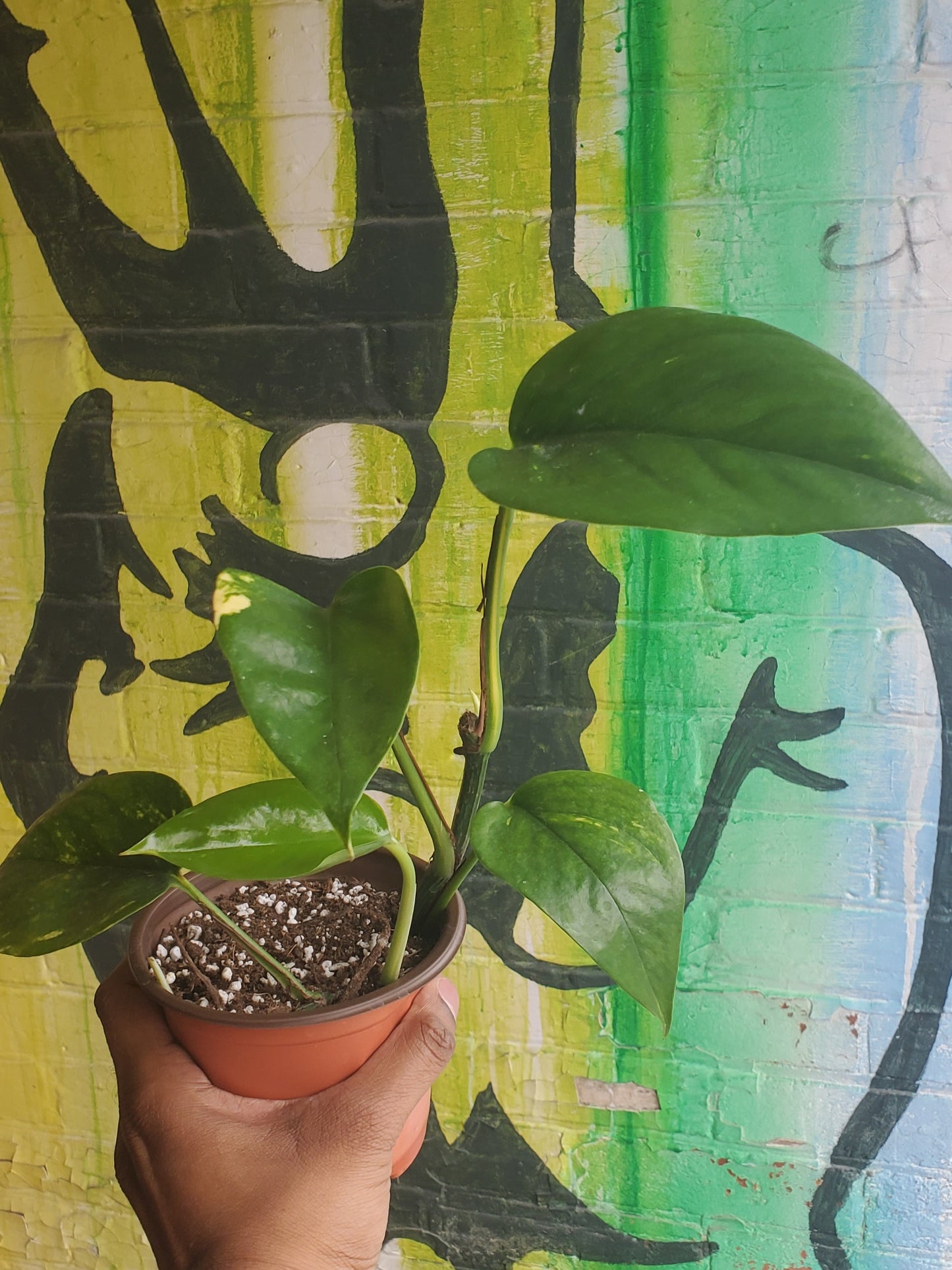 5" Pothos Golden