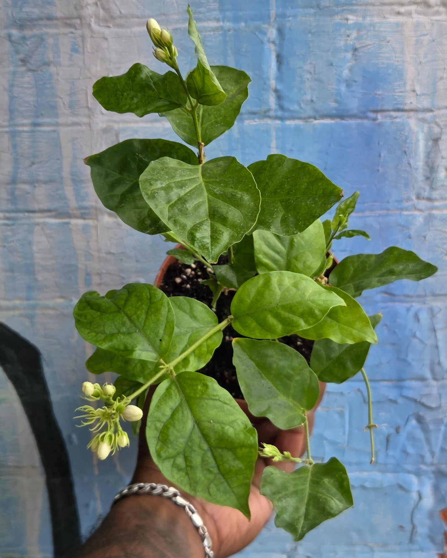 5'' Jasmine Sambac