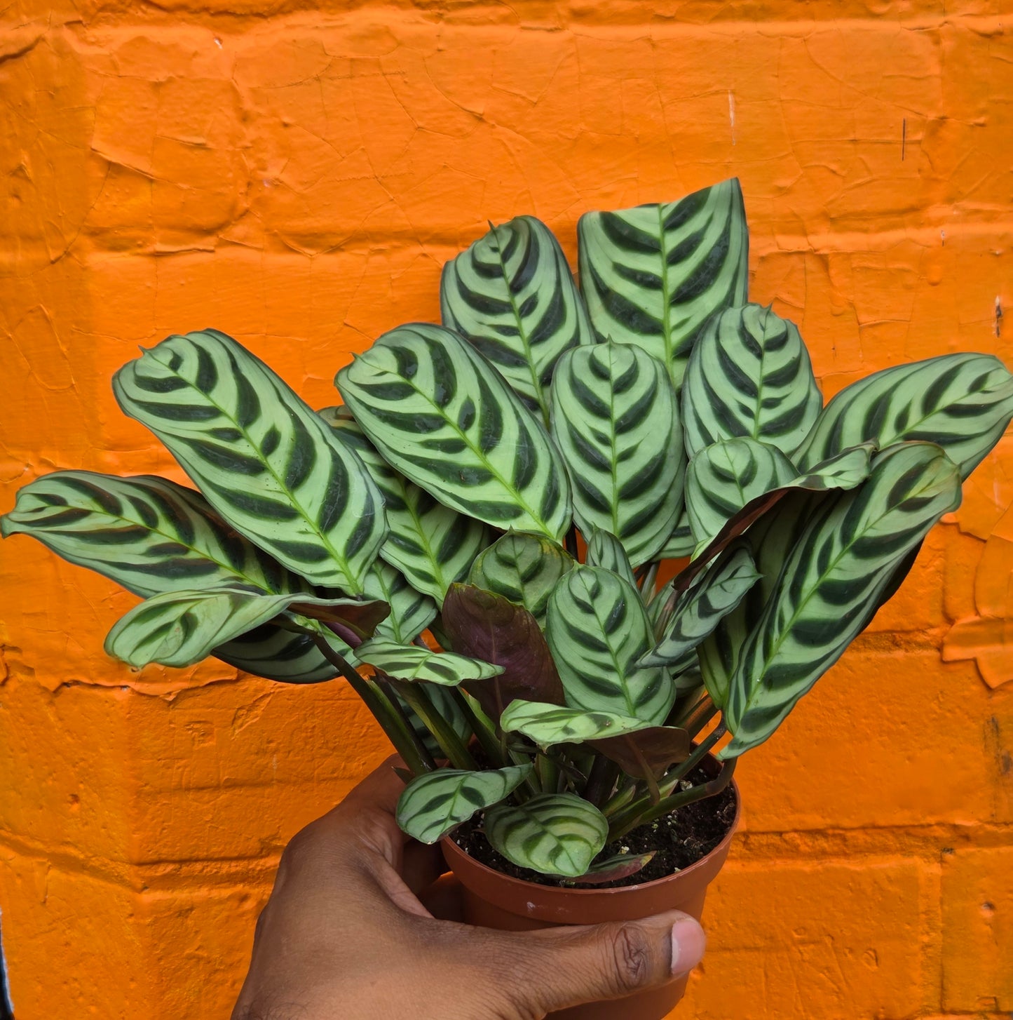 4" Ctenanthe burle-marxii