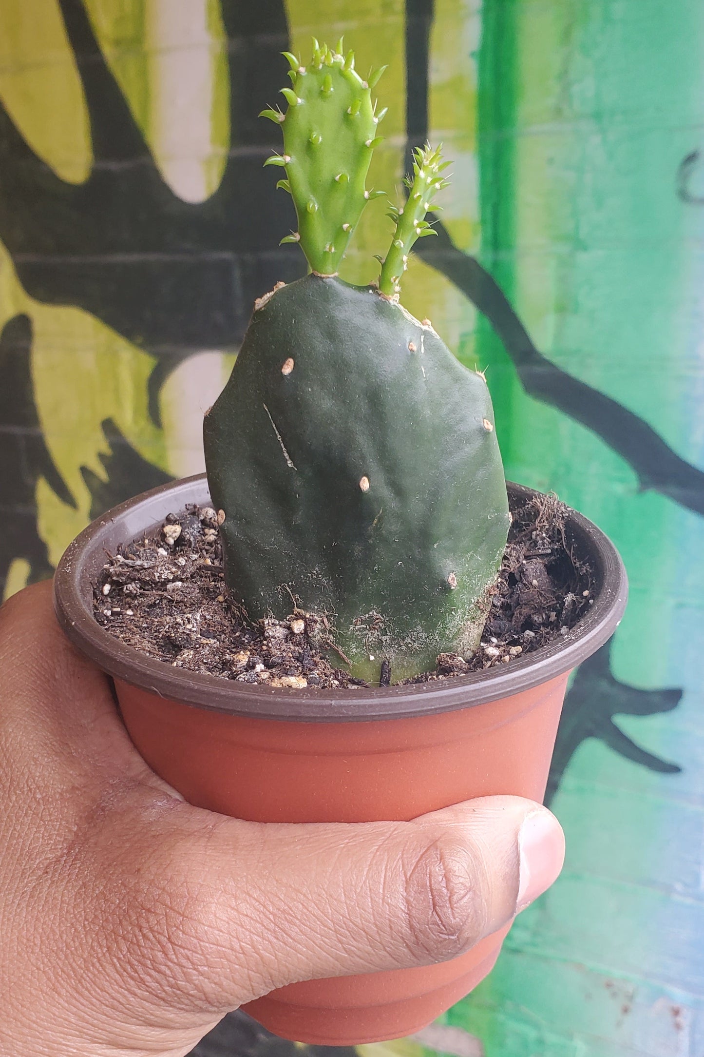 4" Opuntia jamaicensis