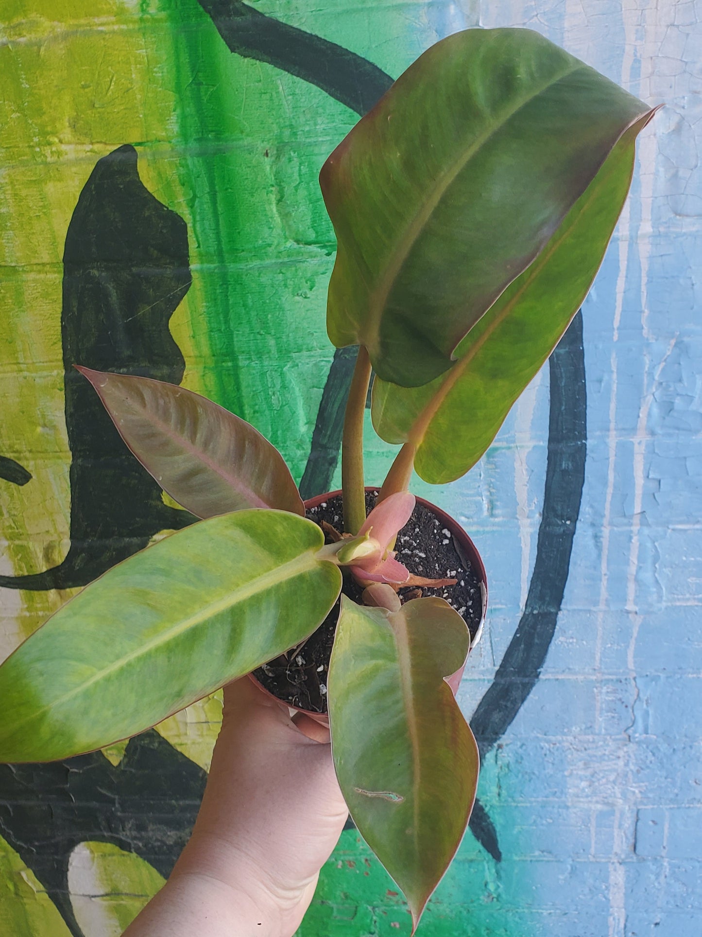 5" Philodendron Painted Lady