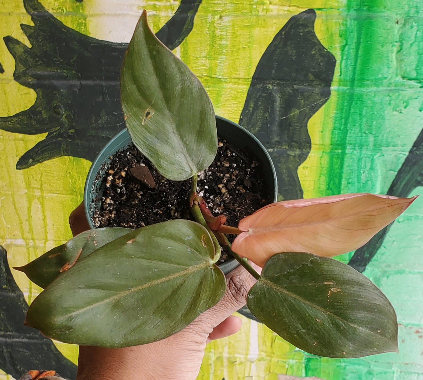 4" Philodendron Summer Glory