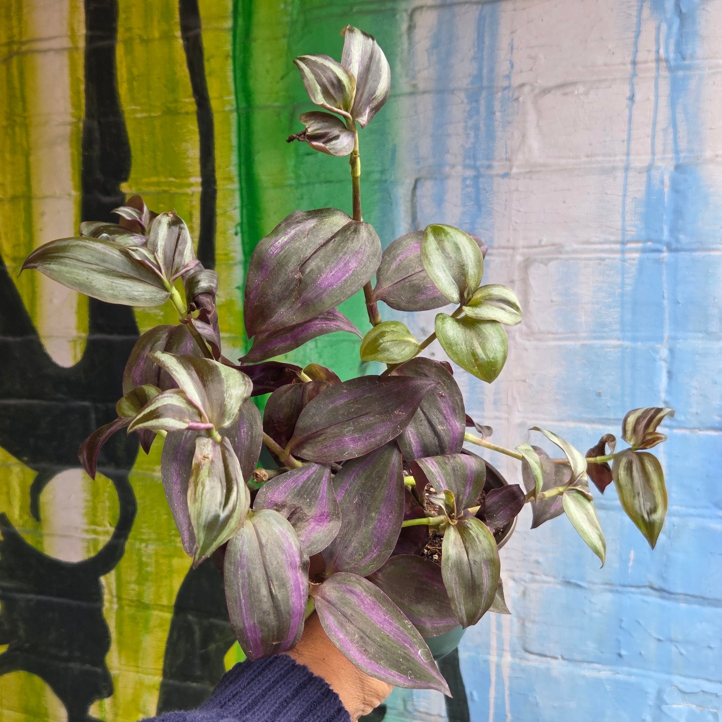 4" Tradescantia Zebrina Purpusii