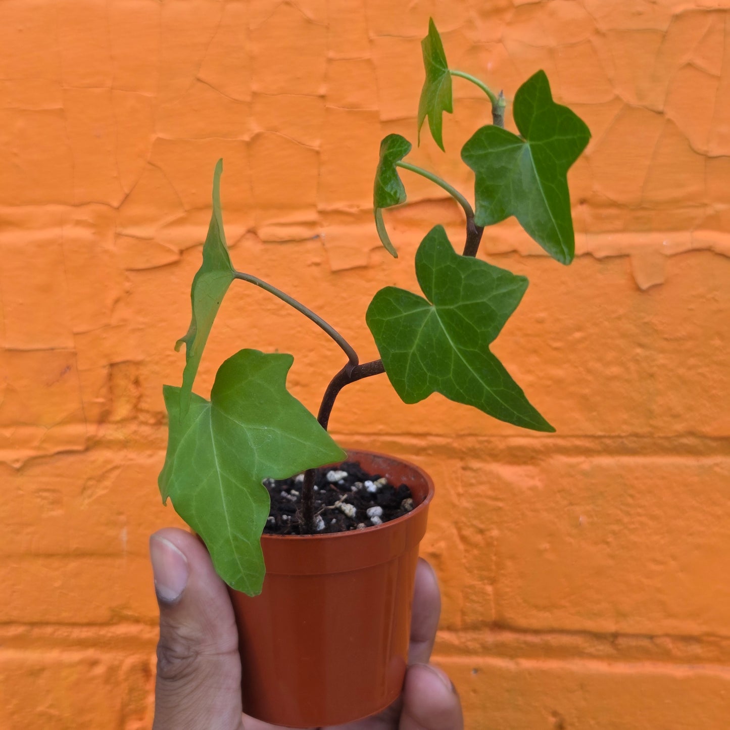 3” English Ivy Green