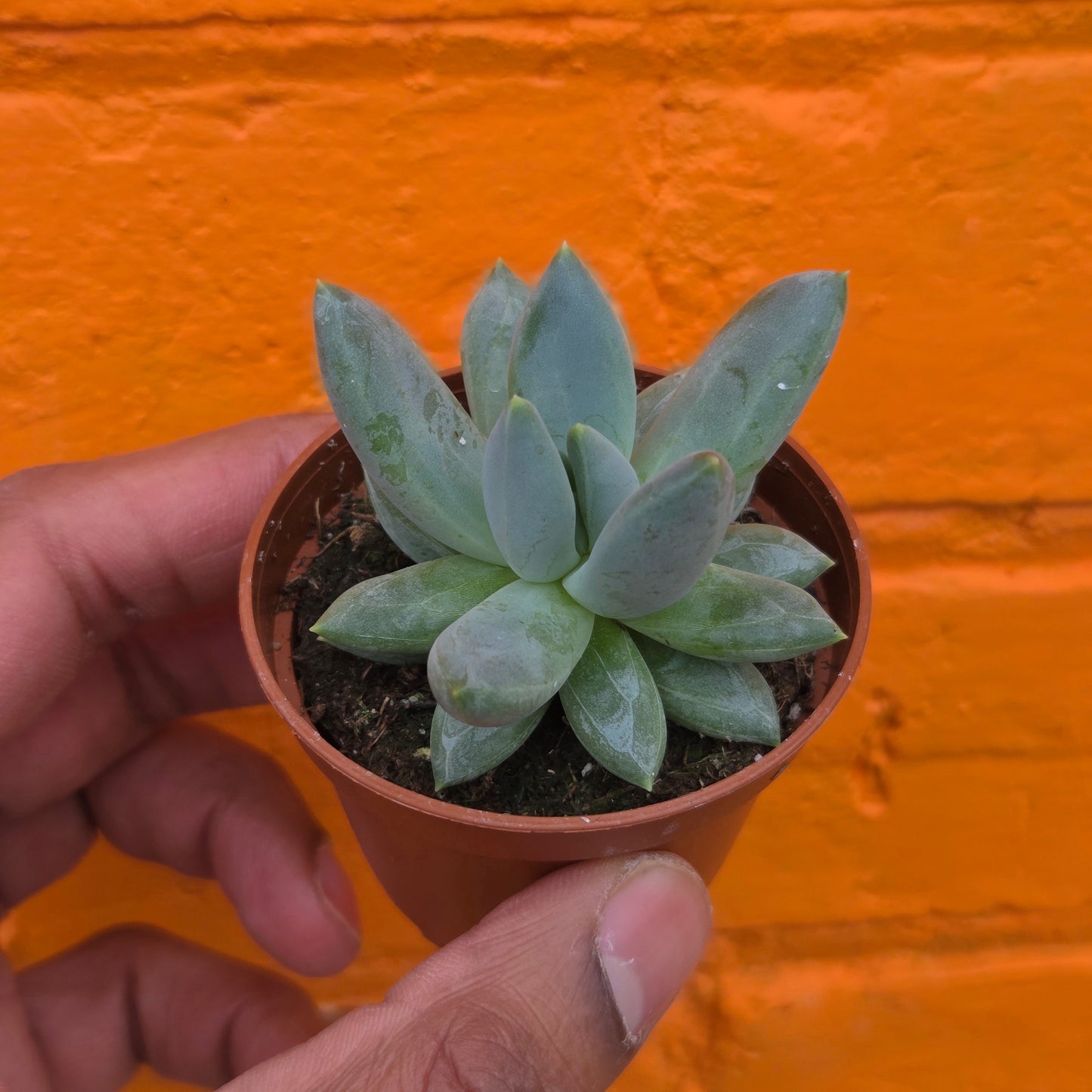 2.5” Pachyphytum moonsilver