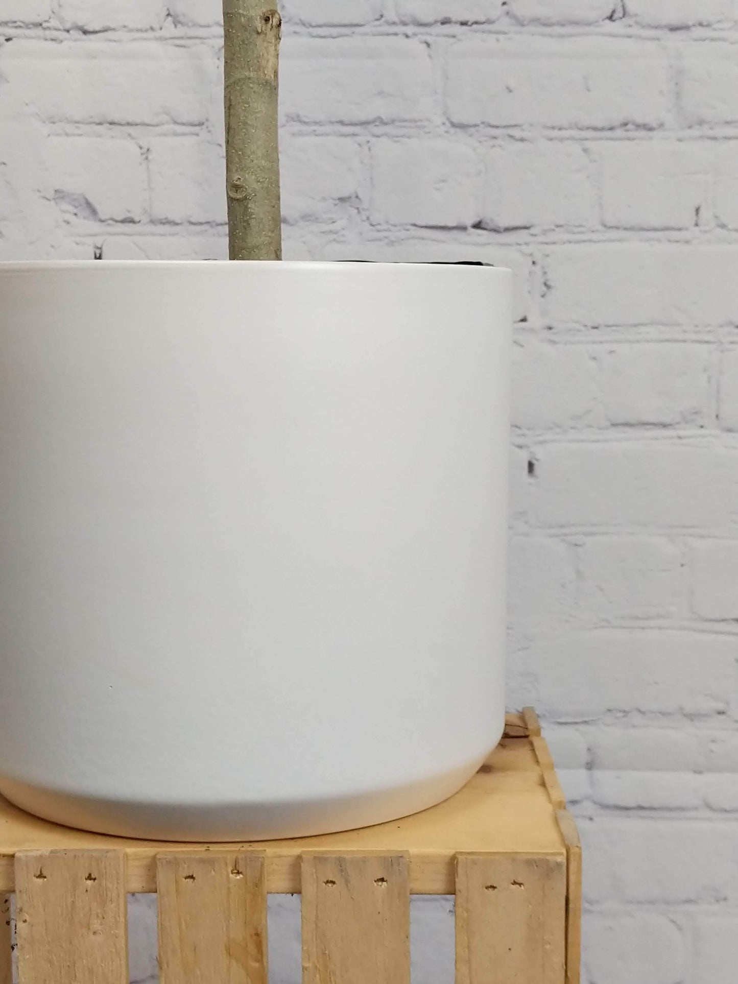 Plant Goals Plant Shop 10.75" Kendall Potcover | White