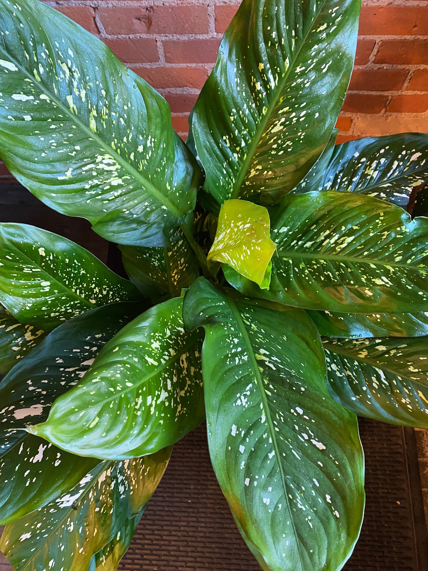 Plant Goals Plant Shop 10" Dieffenbachia Tropic Rain