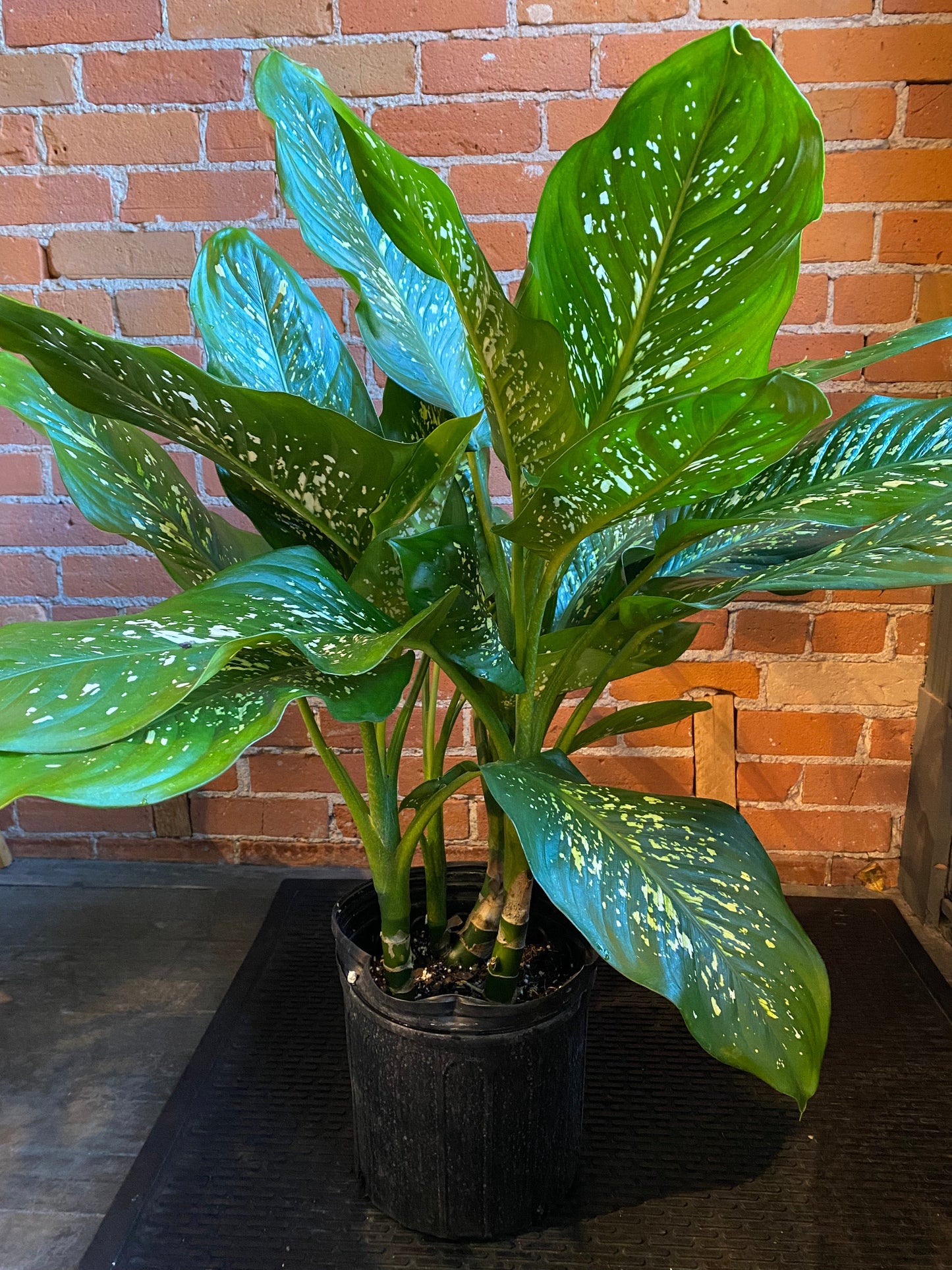 Plant Goals Plant Shop 10" Dieffenbachia Tropic Rain