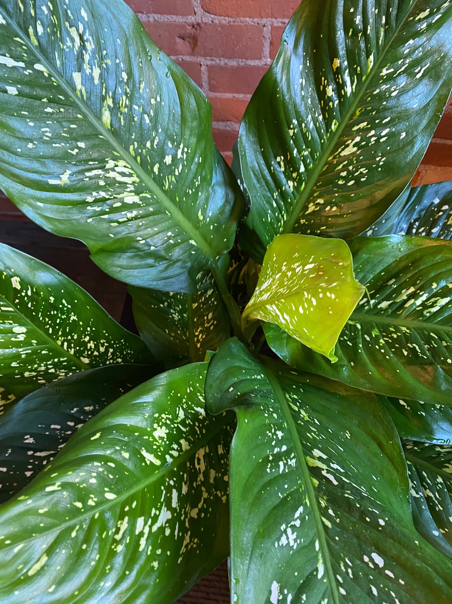 Plant Goals Plant Shop 10" Dieffenbachia Tropic Rain