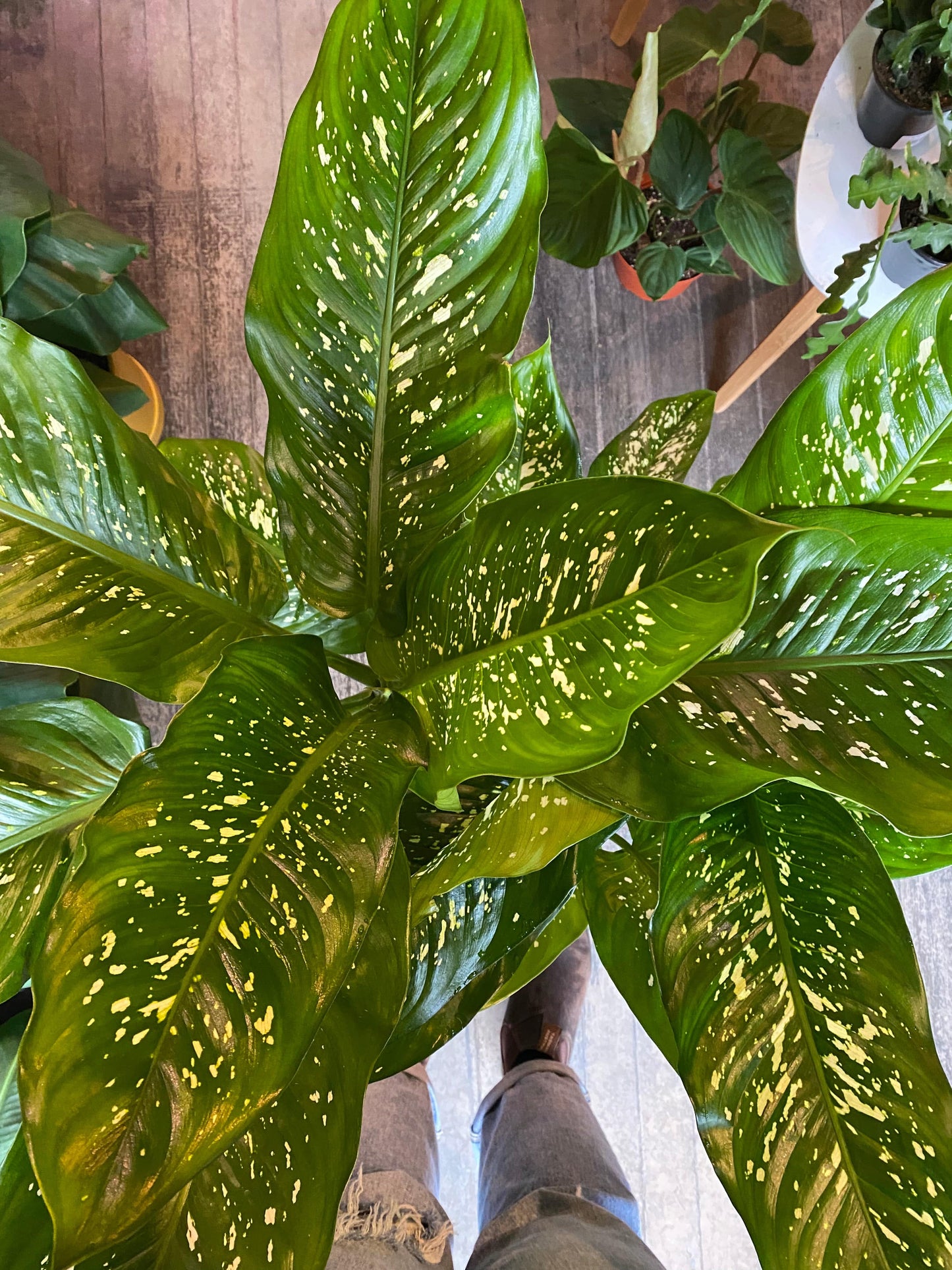 Plant Goals Plant Shop 10" Dieffenbachia Tropic Rain