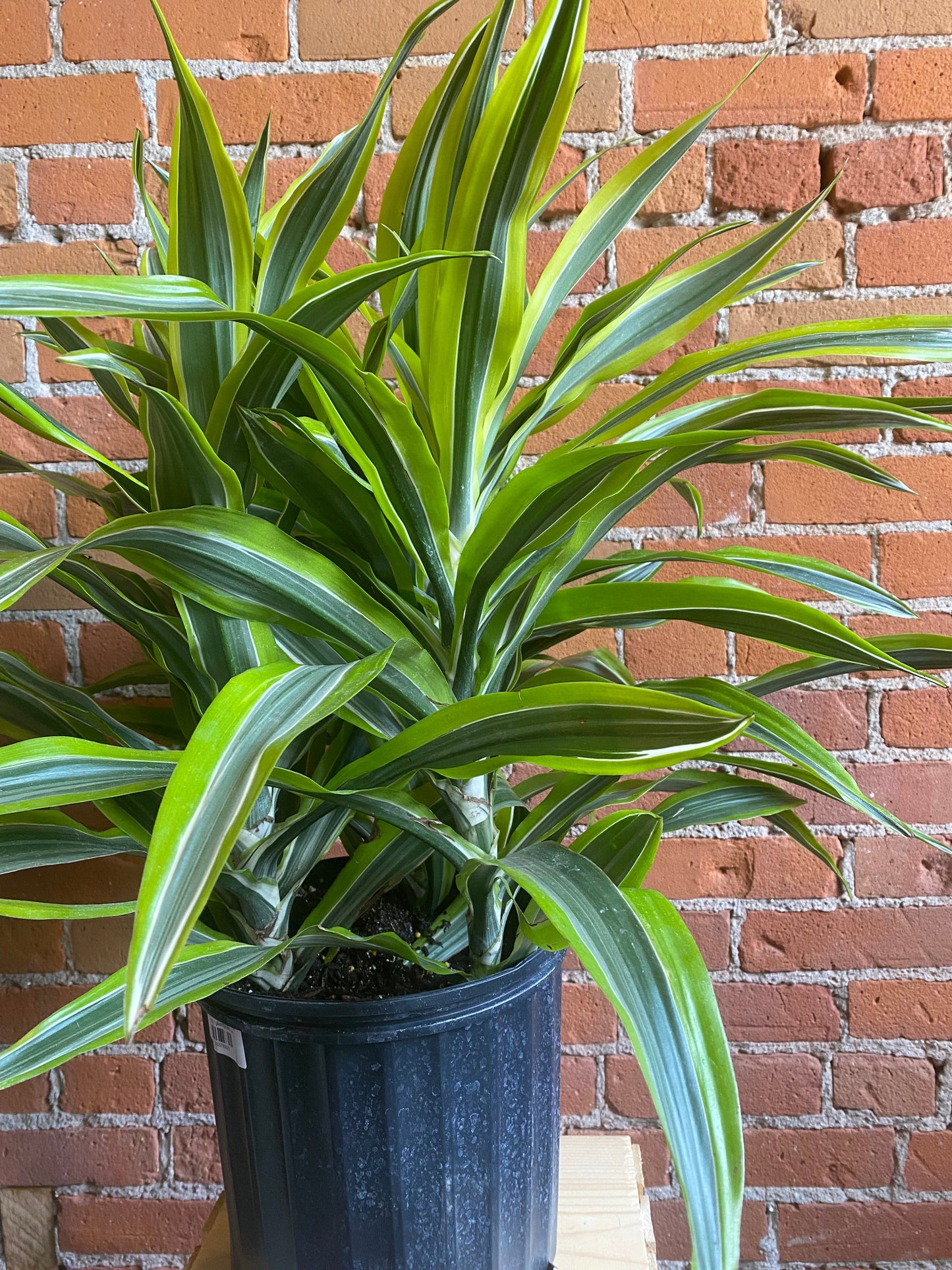 Plant Goals Plant Shop 10" Dracaena Warneckii Lemon Lime