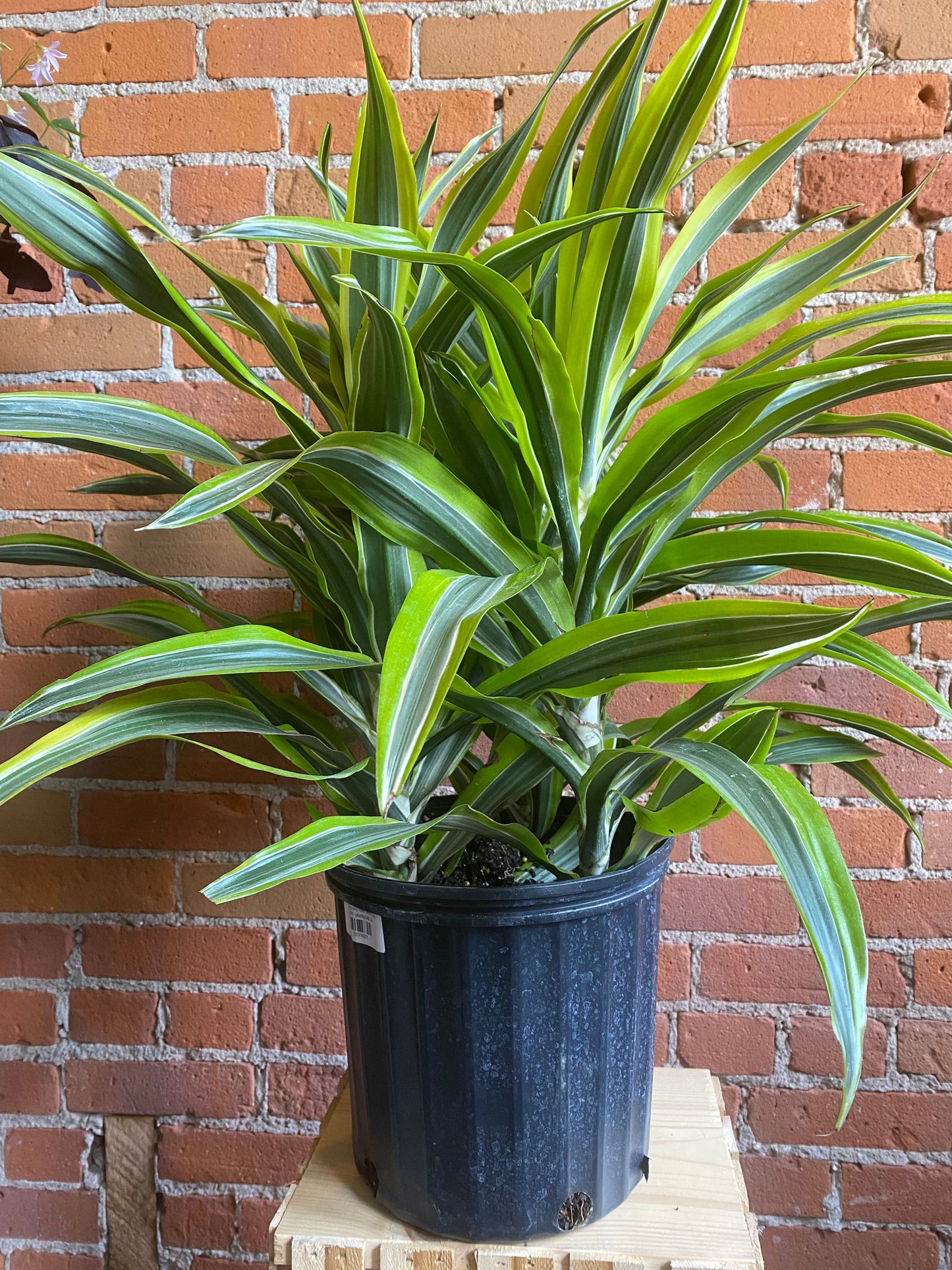 Plant Goals Plant Shop 10" Dracaena Warneckii Lemon Lime