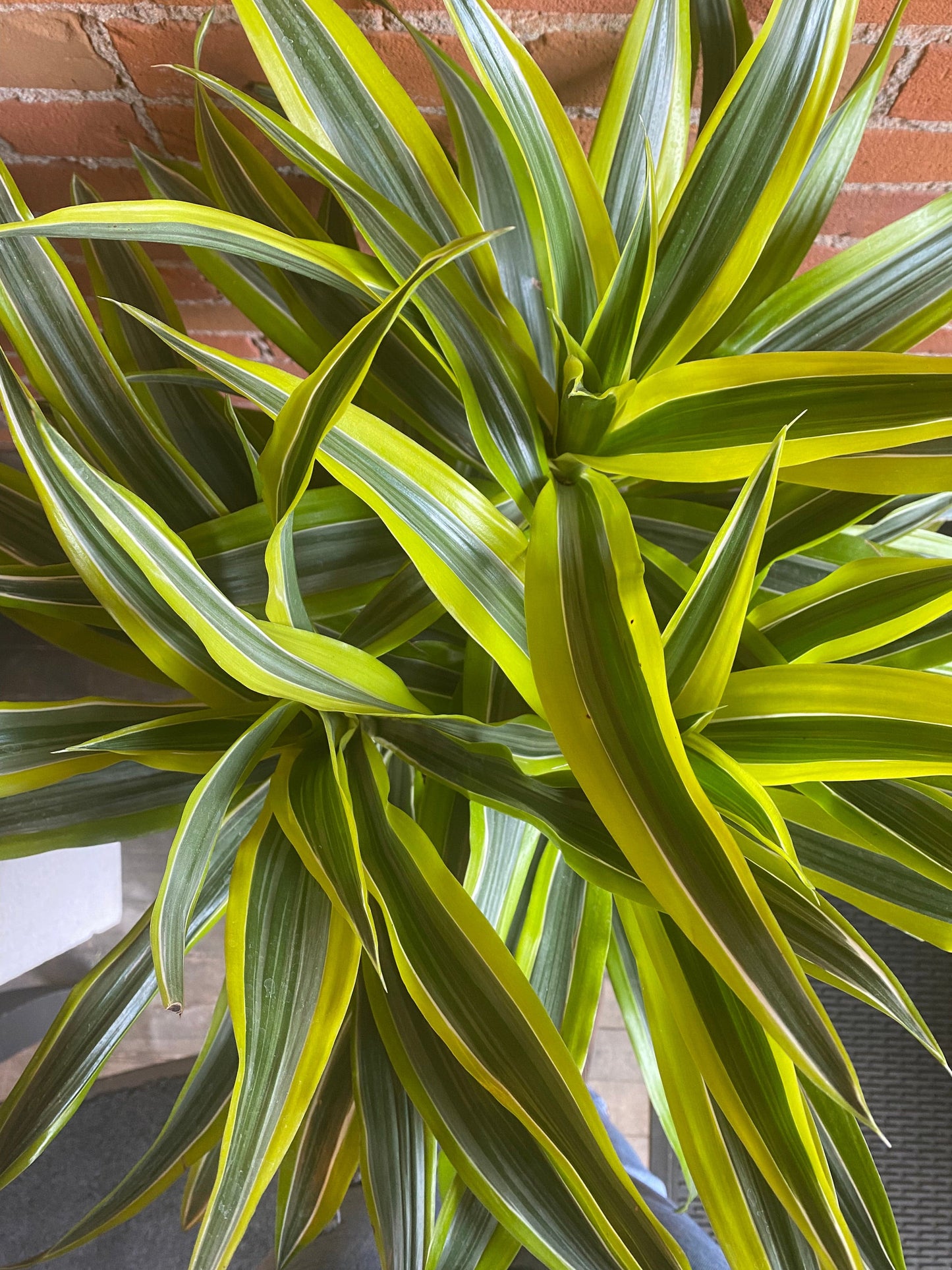 Plant Goals Plant Shop 10" Dracaena Warneckii Lemon Lime